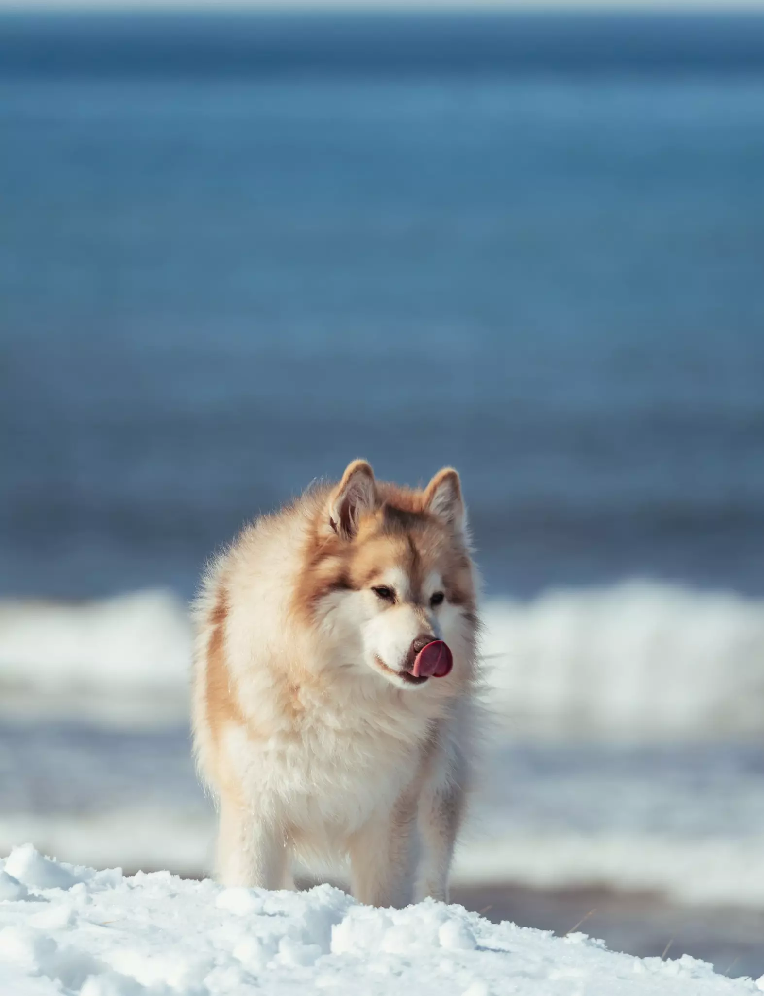 Grim, “the real star of the show,” playing in the snow.