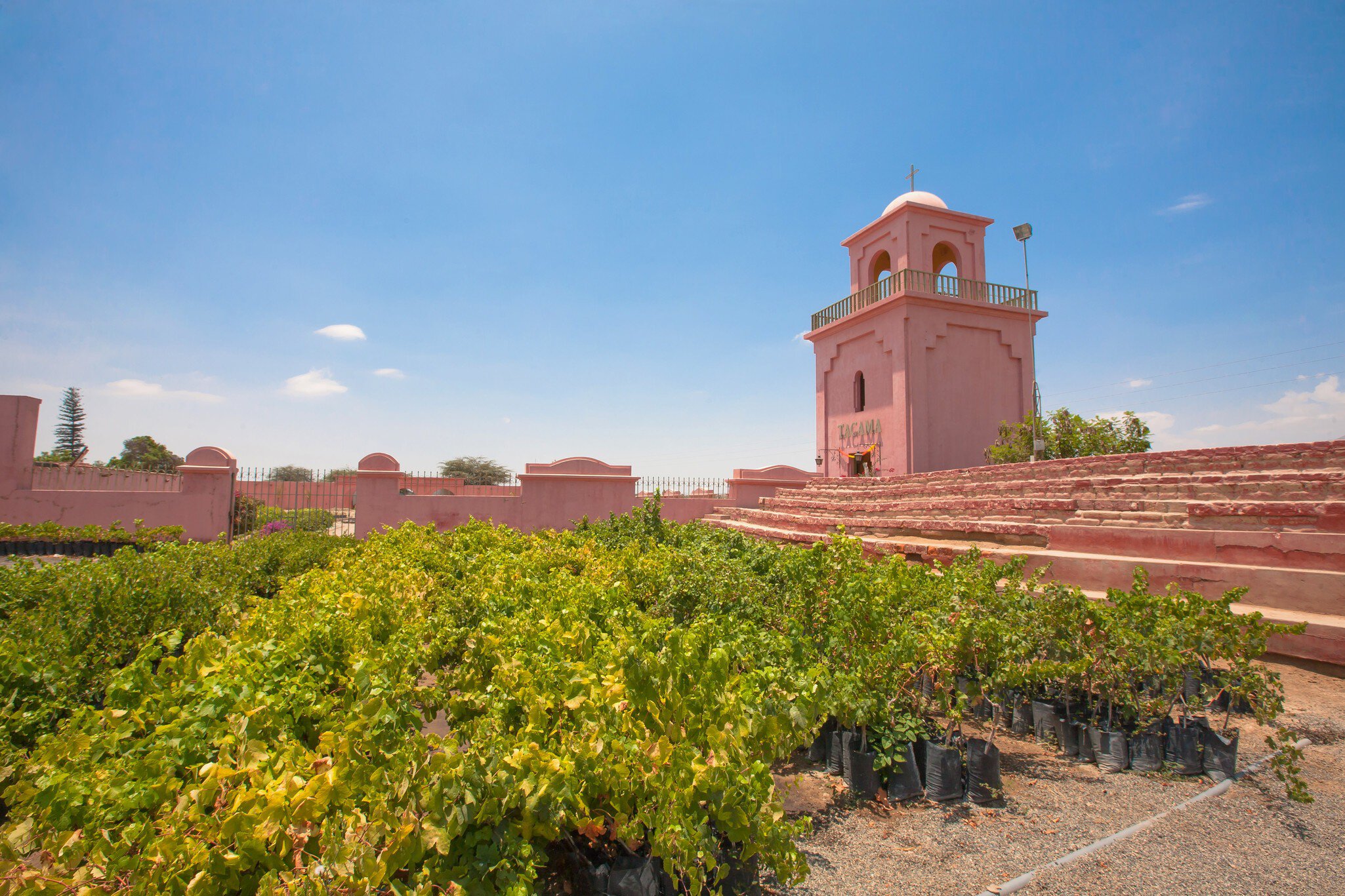 January 18, 2015: Tacama Vineyard, a producer of wine and pisco.
1277171077
ancient, architecture, barrel, beverage, building, celebration, chincha, city, culture, desert, distillation, distillery, drink, europe, food, grape, greece, holiday, home, house, ica, industrial, landmark, landscape, lima, mediterranean, near, old, paracas, peru, peruvian, pisco, production, sand, street, summer, tacama, tour, tourism, town, tradition, traditional, travel, village, vinas, vine, vineyard, vineyards, wine, winery
