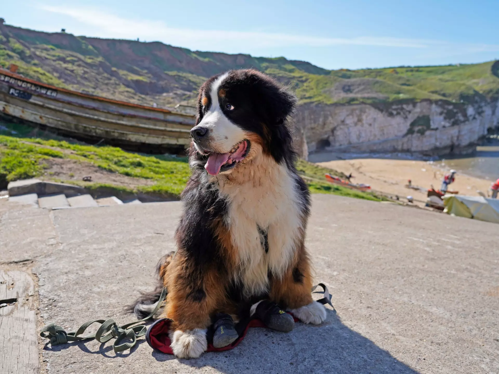 A Bernese Mountain Dog sitting near the cliffs