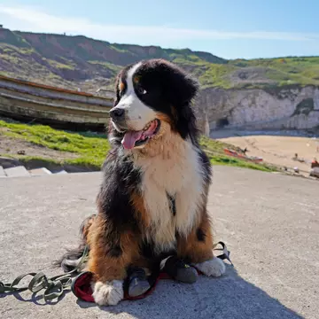 A Bernese Mountain Dog sitting near the cliffs