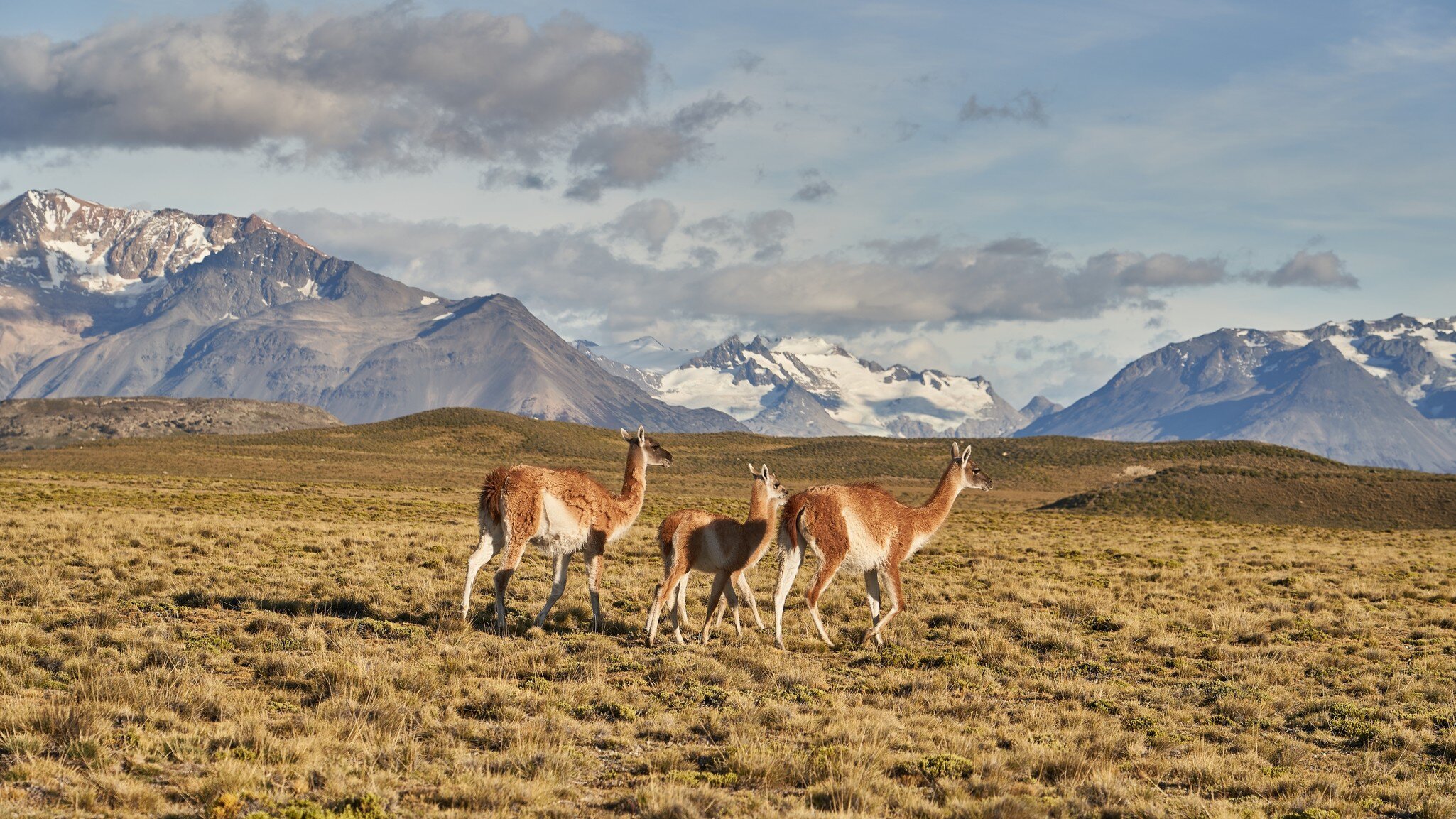 Guanacos in Perito Moreno National Park in Patagonia, Argentina.