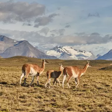 Guanacos in Perito Moreno National Park in Patagonia, Argentina.