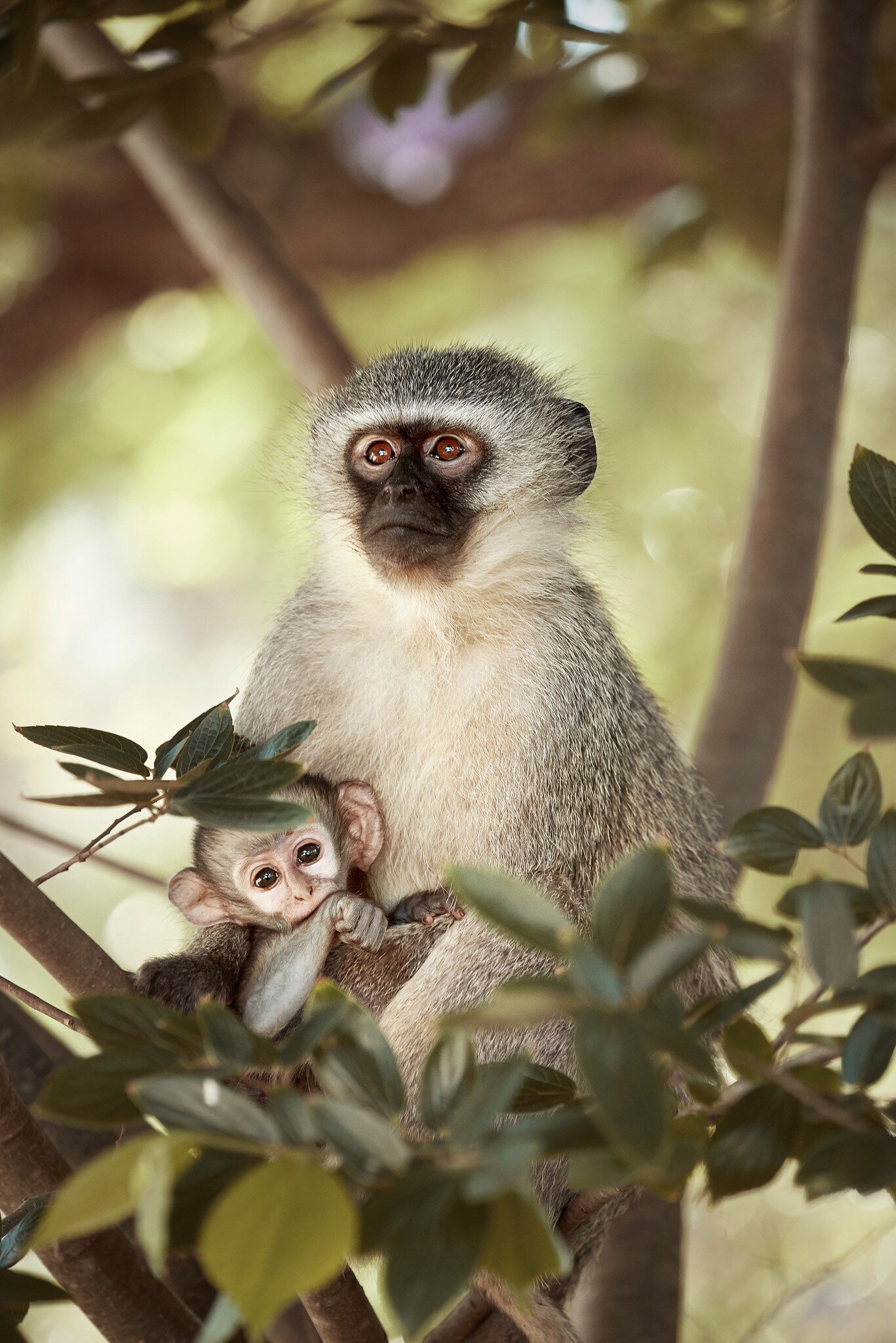 Mother and baby monkey at Sabi Sands Game Reserve.
