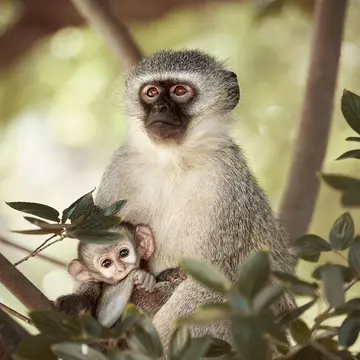 Mother and baby monkey at Sabi Sands Game Reserve.
