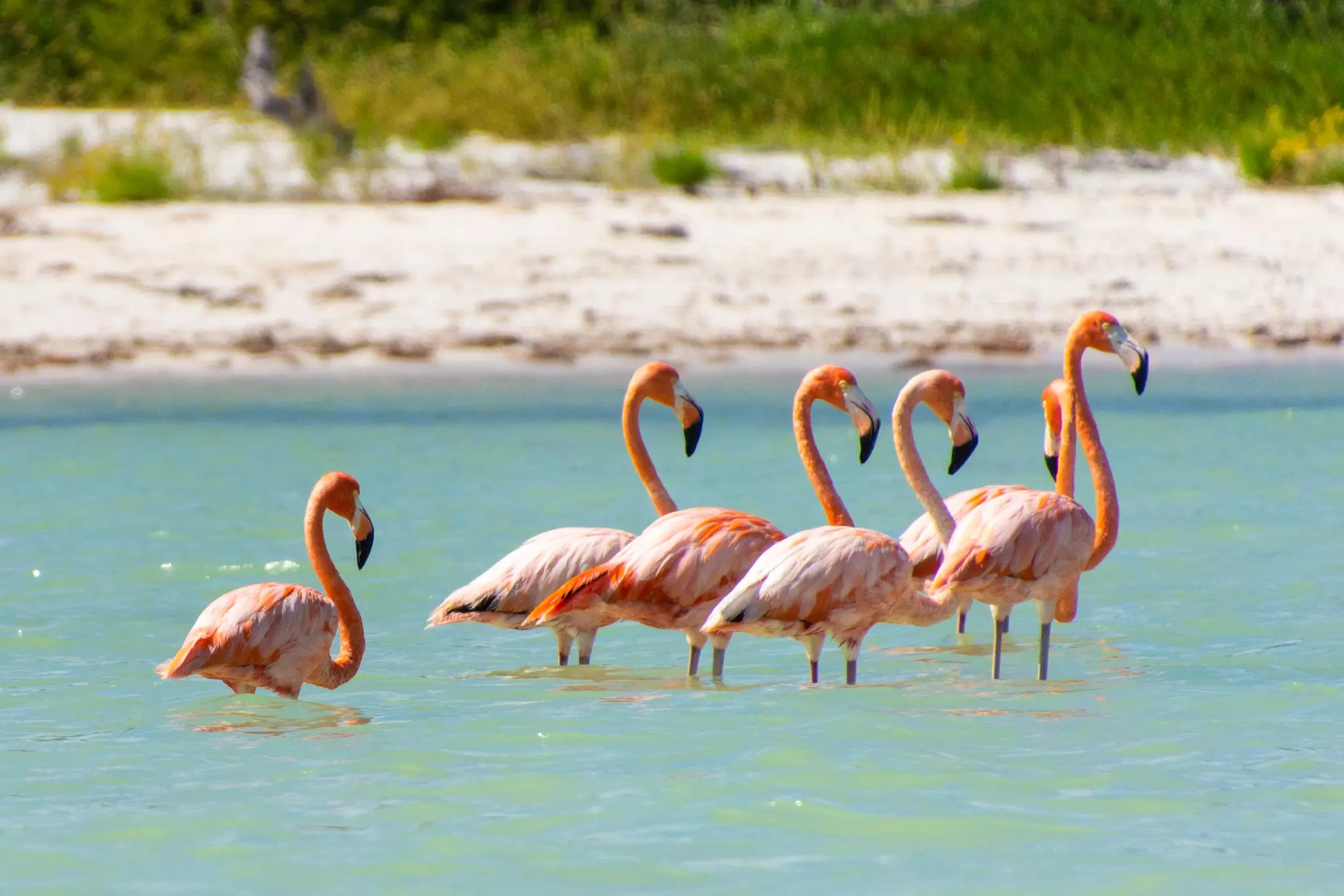 Flamingos on Isla Holbox