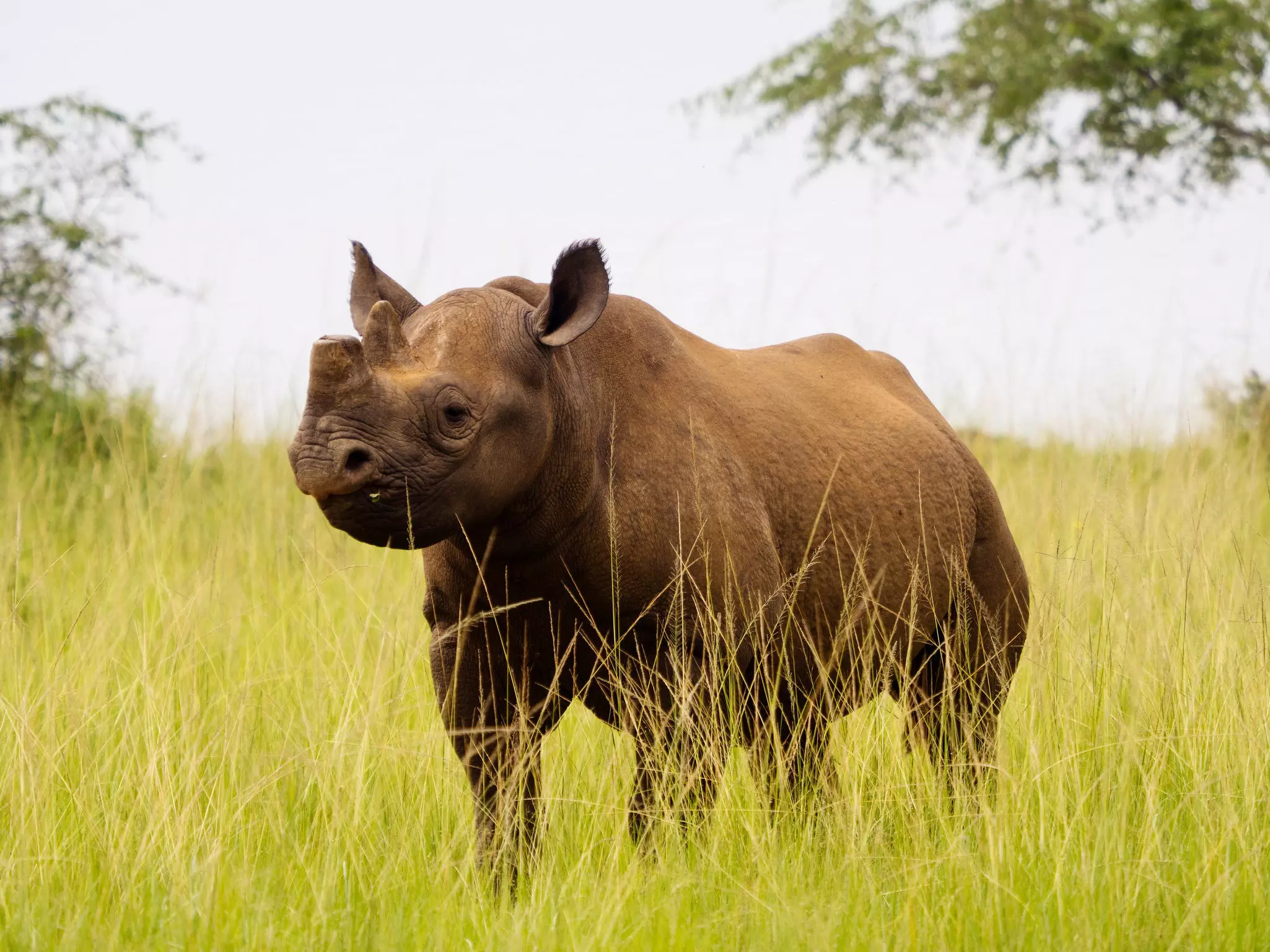 Eighteen black rhinos were introduced to Akagera National Park in 2017 and 30 white rhinos in 2021 © Courtesy of Visit Rwanda