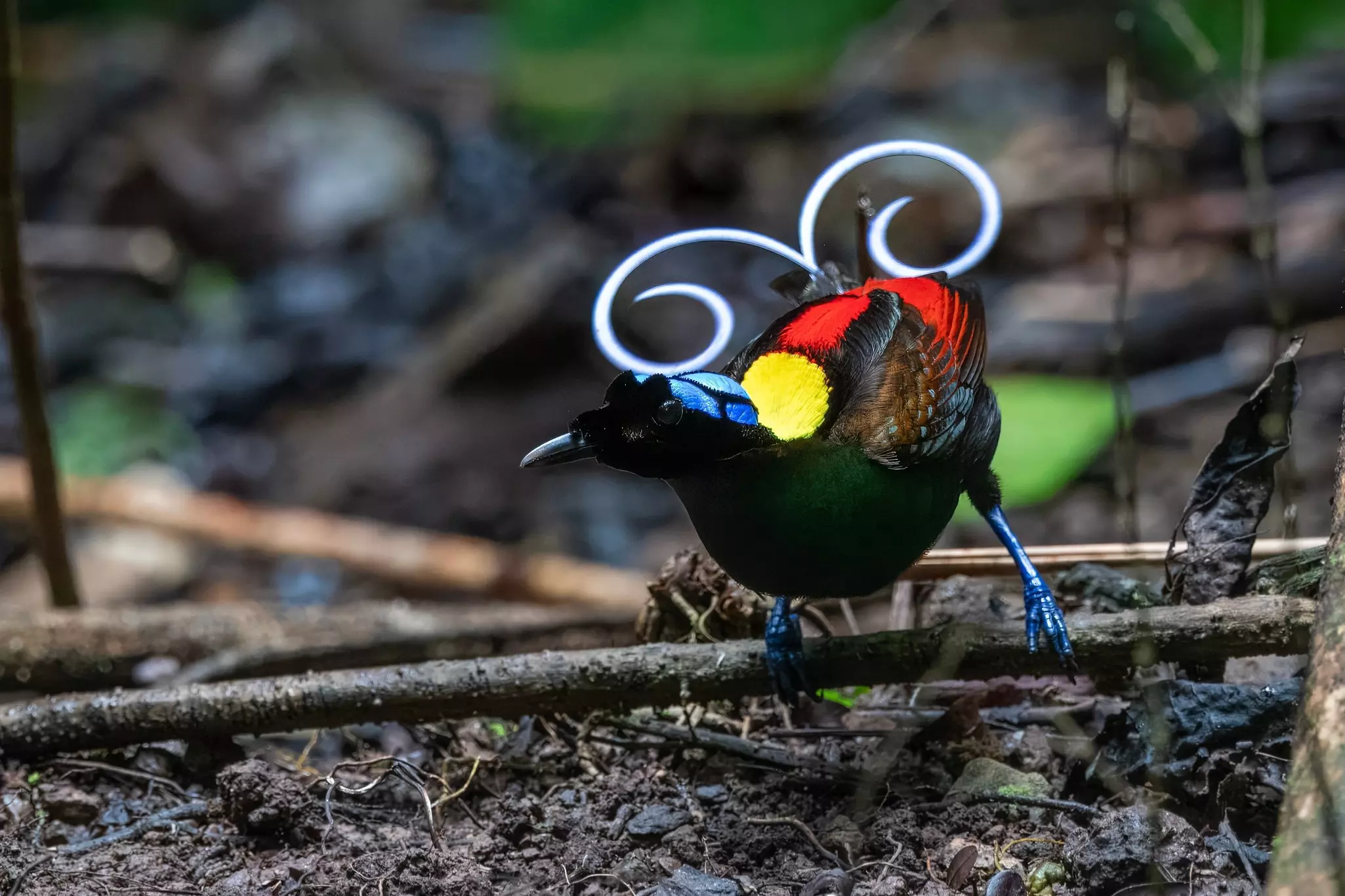 Wilson's bird of paradise in Waigeo in West Papua, Indonesia.