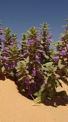 Vigars Well, a rest area in Mungo National Park. Patrick Honan/Getty Images