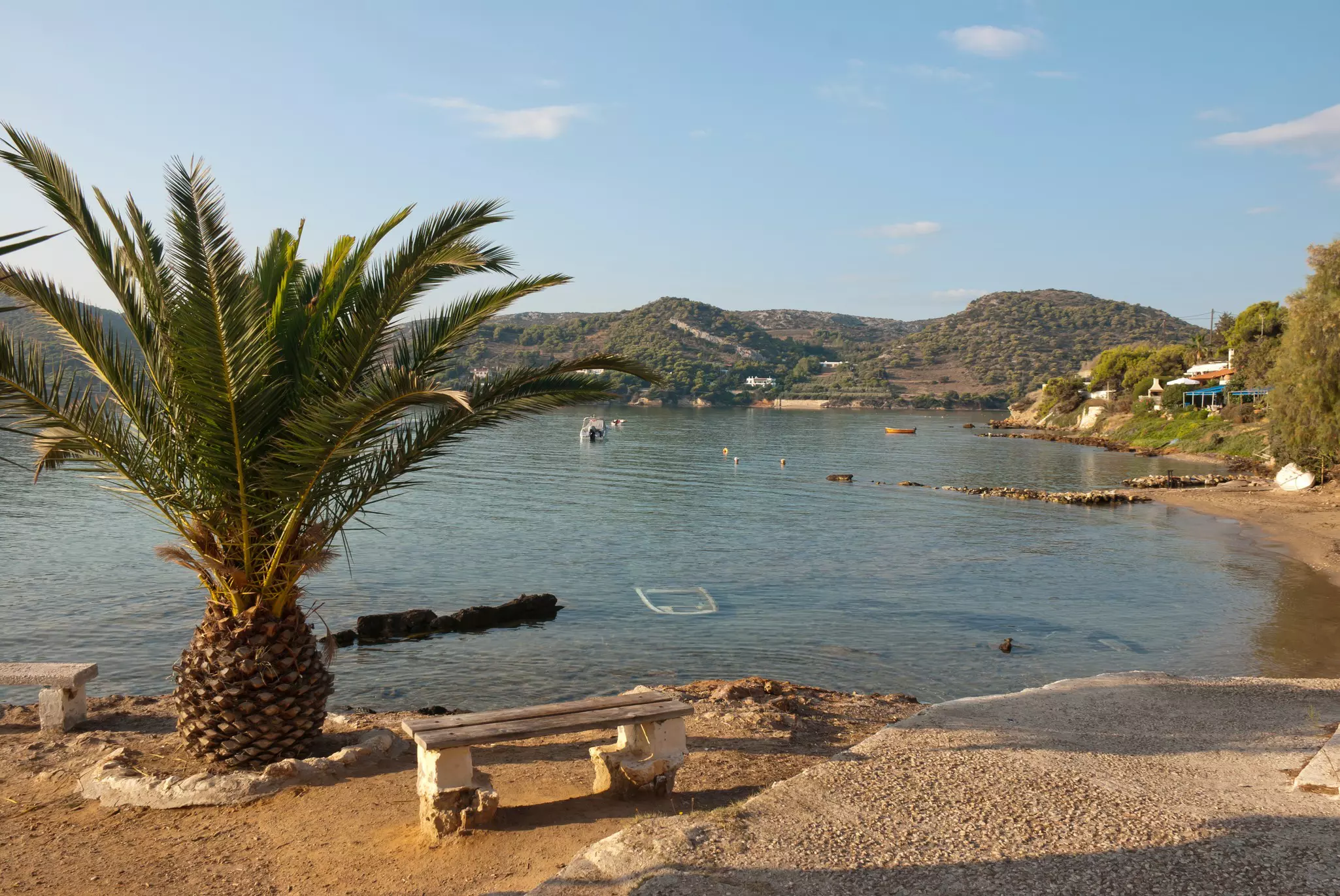 A beach with a pineapple-like tree and benches on its shore
