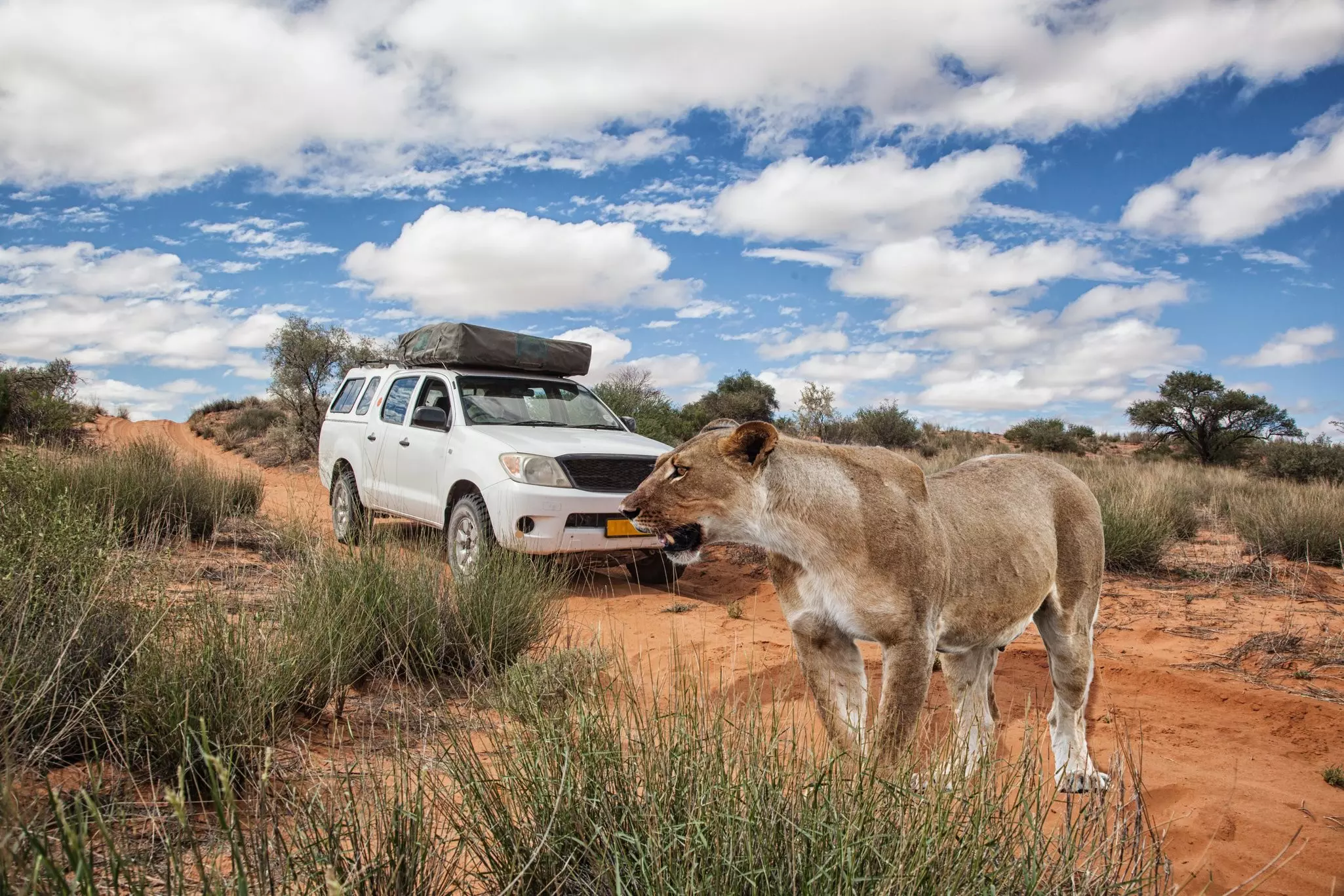 Lioness in front of a 4x4 safari car crossing a dirt road in the Kalahari Desert, Kgalagadi Transfrontier Park, Botswana