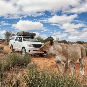 lioness in front of a 4x4 safari car crossing a dirt road in Kalahari desert, Kgalagadi Transfrontier Park, Botswana, Africa