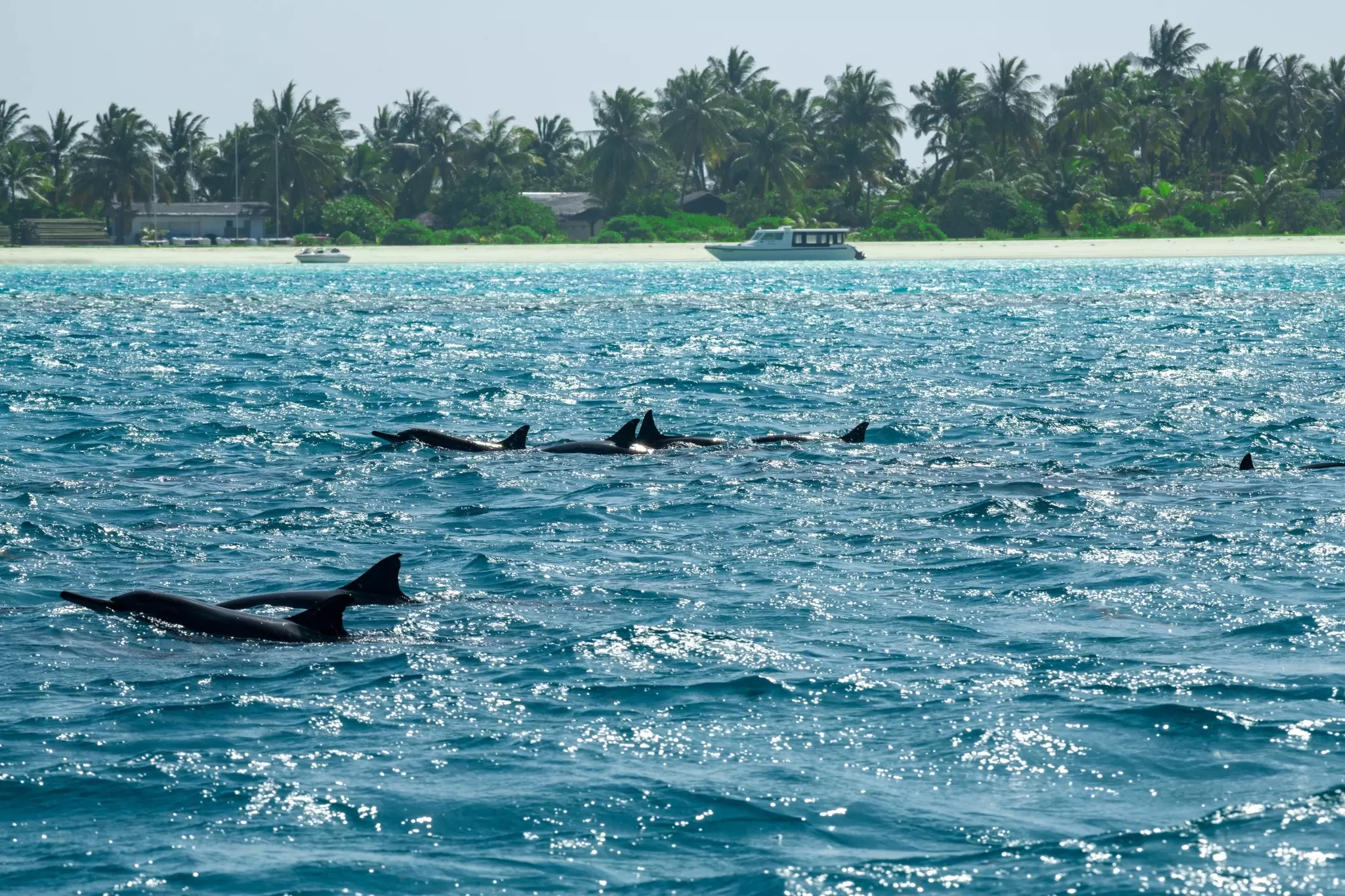 A pod of dolphins splash along near the palm tree-lined island of Fulidhoo, the Maldives