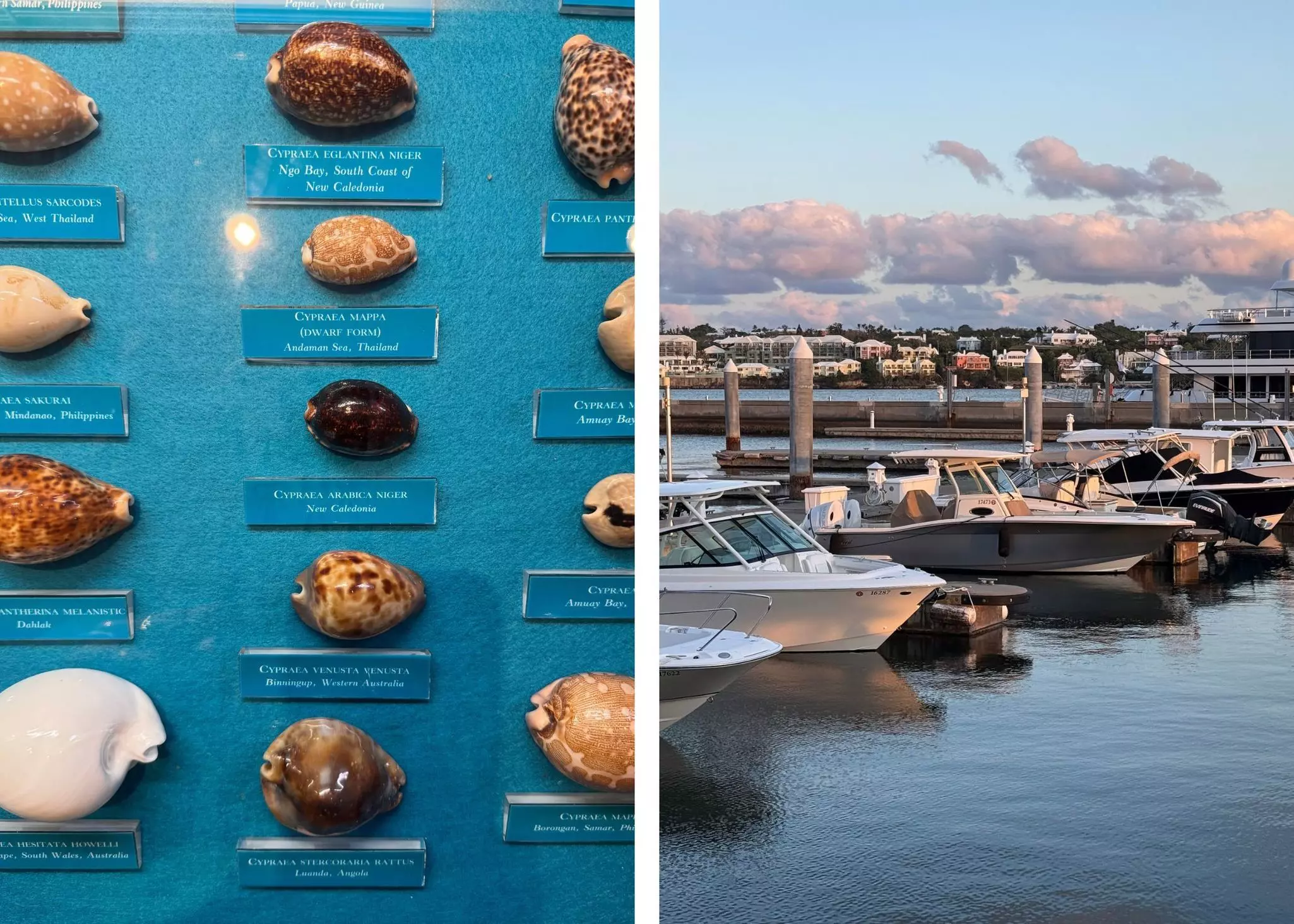 Rows of hells on a blue background on the left; boats in a harbor on the right.
