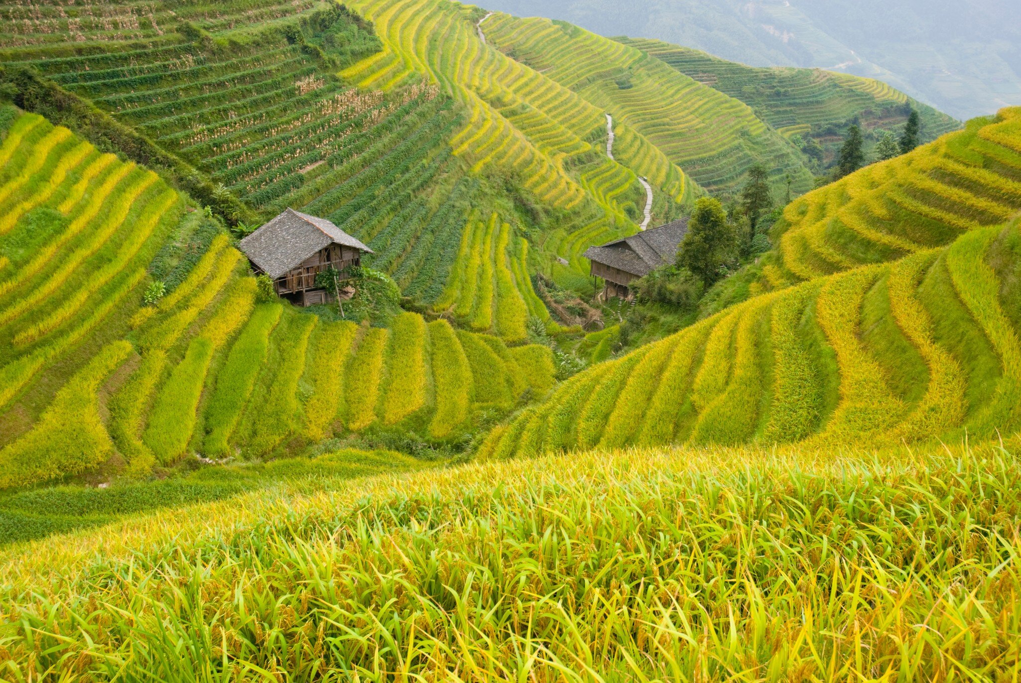 The Longji terraces area is famous for the excessively large number of terraced rice paddy fields on its mountain, which have created an intricate pattern on the hillsides. Set amongst the villages of the minorities Zhuang and Yao, the area allows...