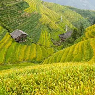 The Longji terraces area is famous for the excessively large number of terraced rice paddy fields on its mountain, which have created an intricate pattern on the hillsides. Set amongst the villages of the minorities Zhuang and Yao, the area allows...