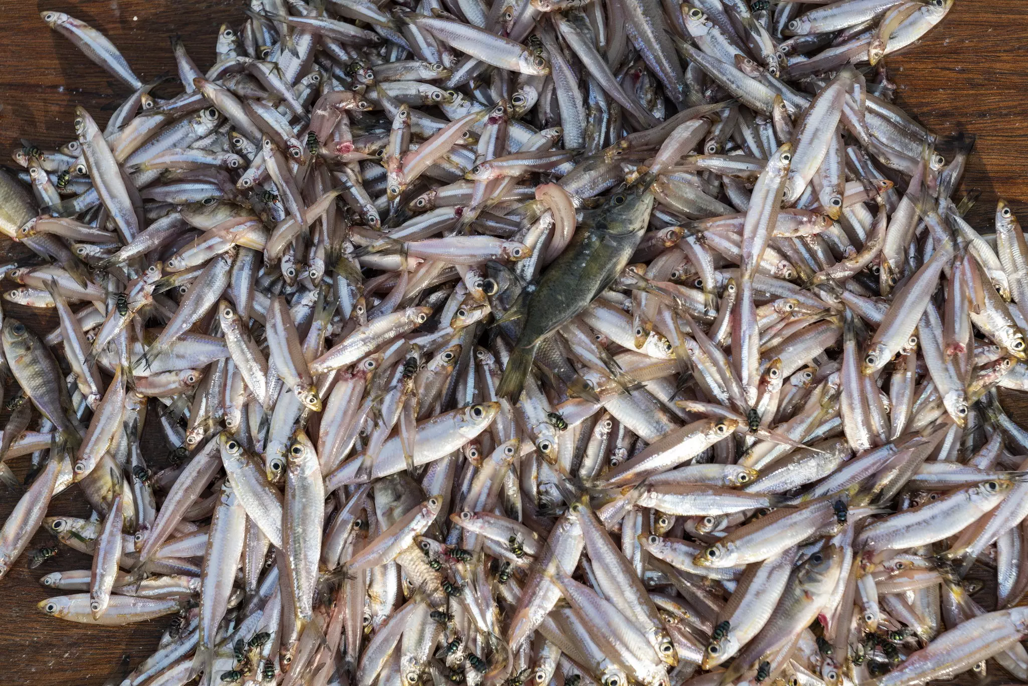 Sambaza fish caught by singing fishermen on Lake Kivu, in Rwanda © Holger Leue / Getty Images