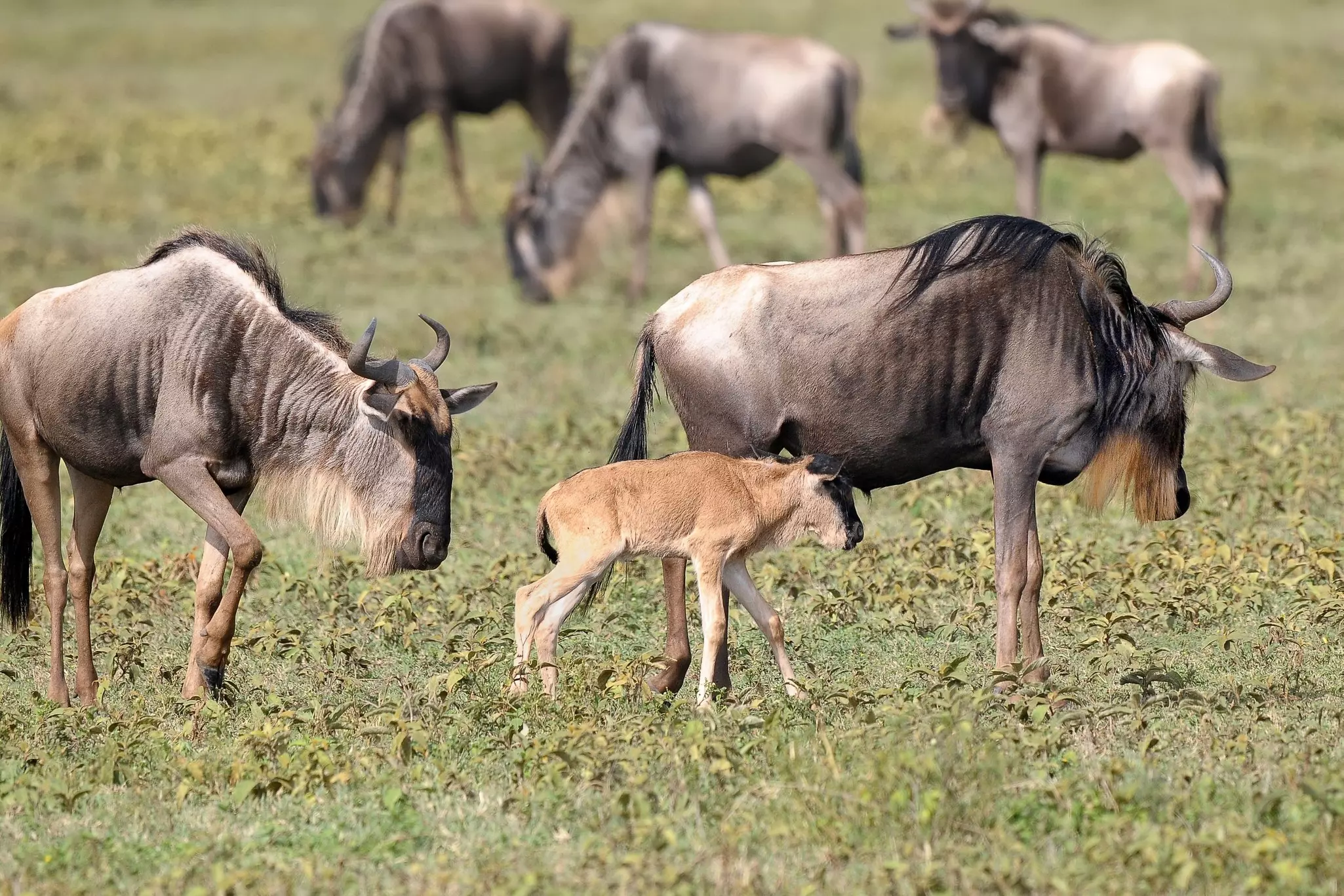A young wildebeest with several adult wildebeests in green grass.