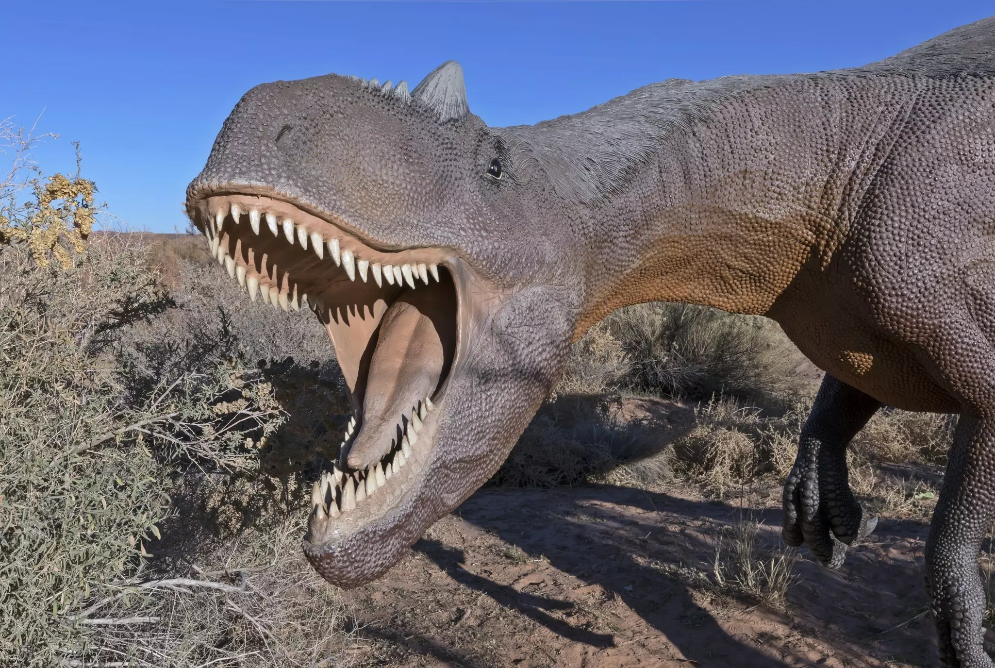 An Allosaurus fragilis dinosaur replica with open jaws standing on the Moab Giants dinosaur trail