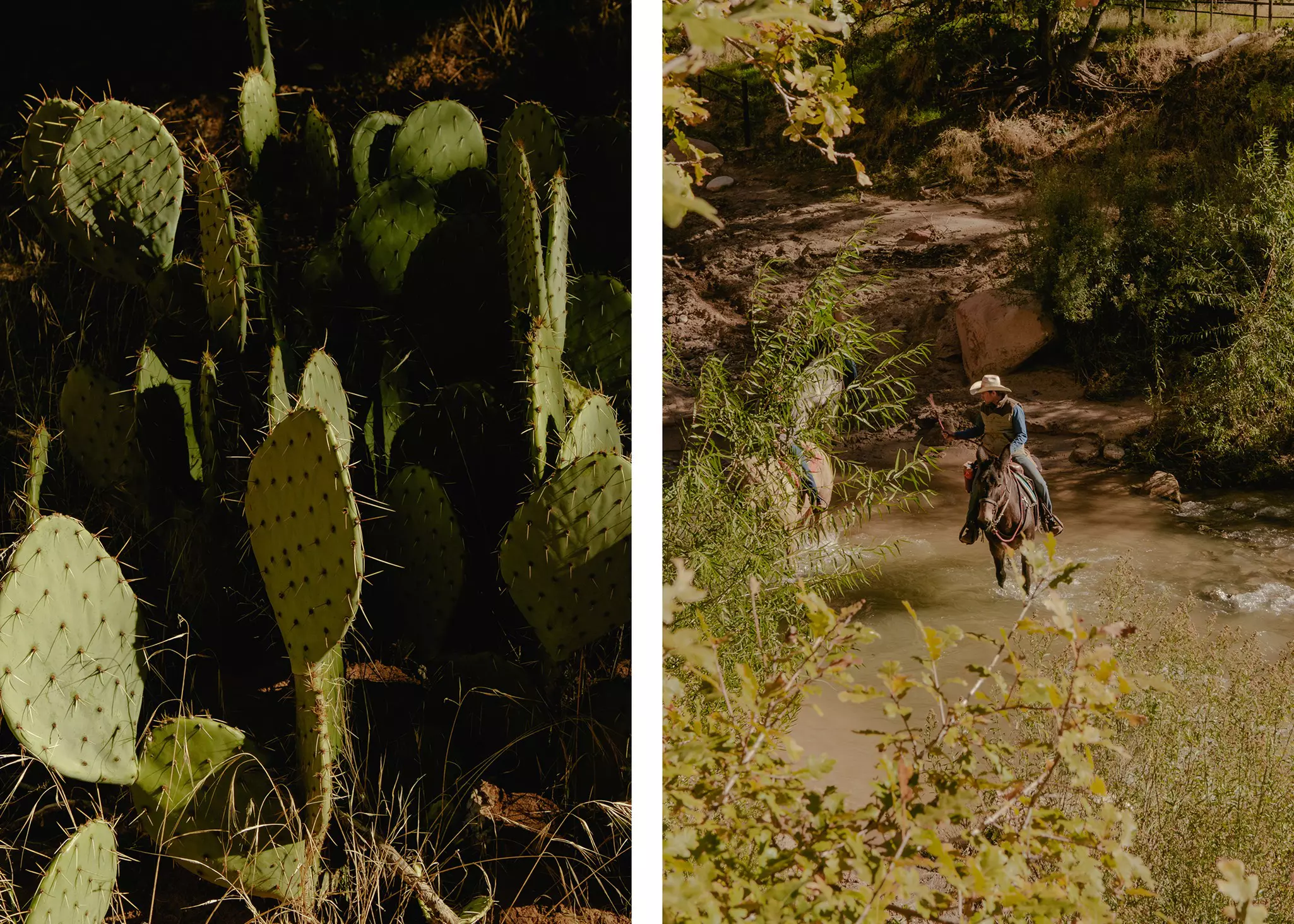 Right: The spiky paddles of a cactus in the sun. Left: A man riding a horse and wearing a cowboy hat wades through a river.