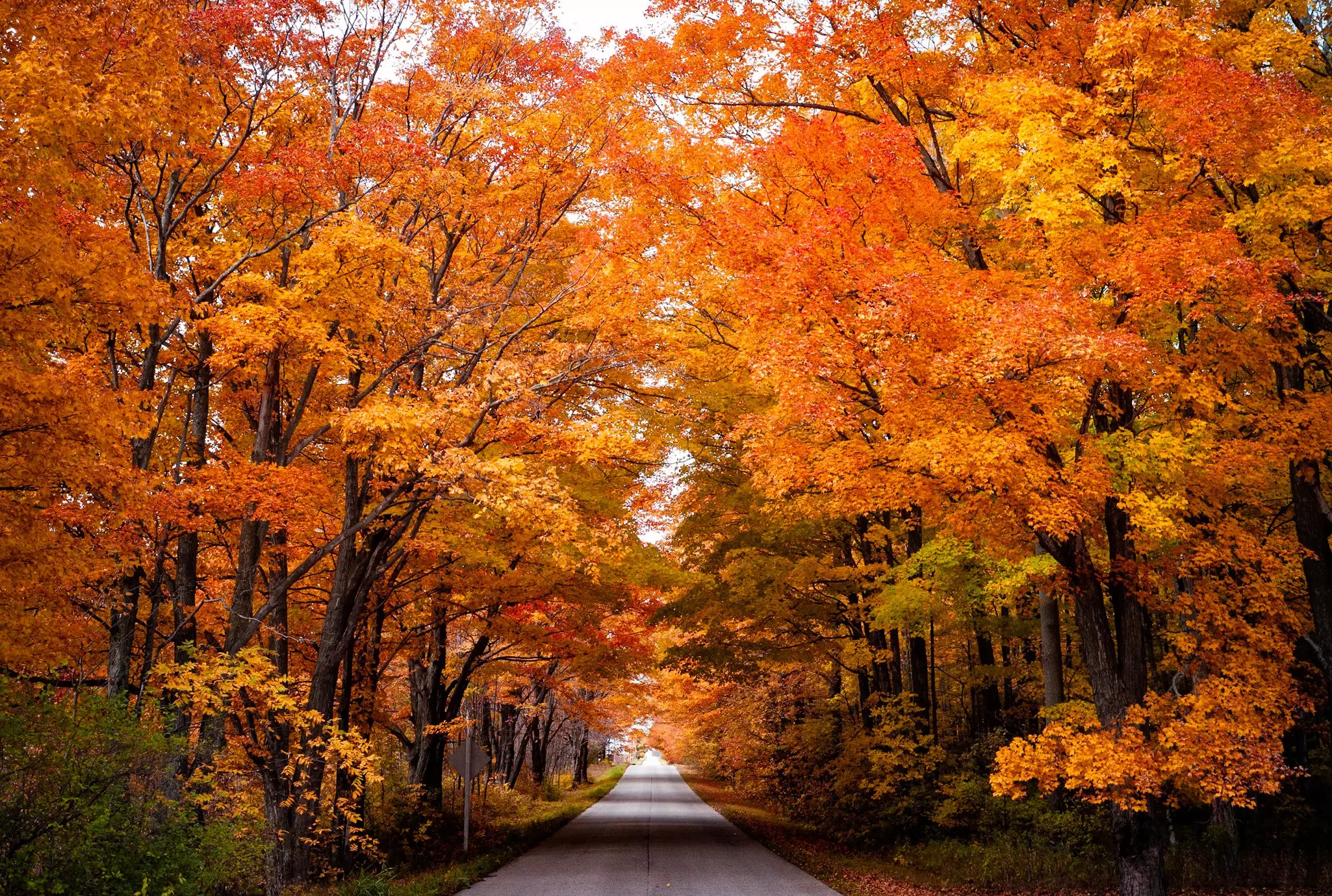 A road with colorful trees in fall in Door County, Wisconsin, USA