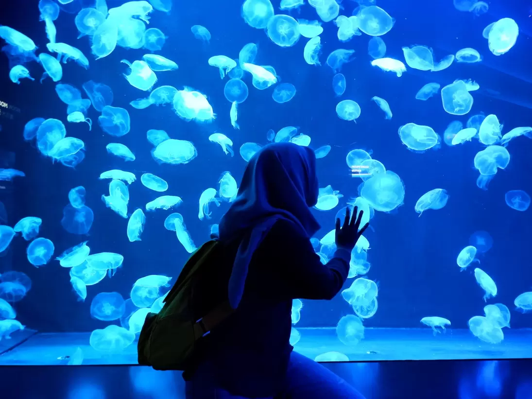 Visitor in a headscarf touching the glass of a glowing blue moon jellyfish tank at a Sentosa aquarium, Singapore