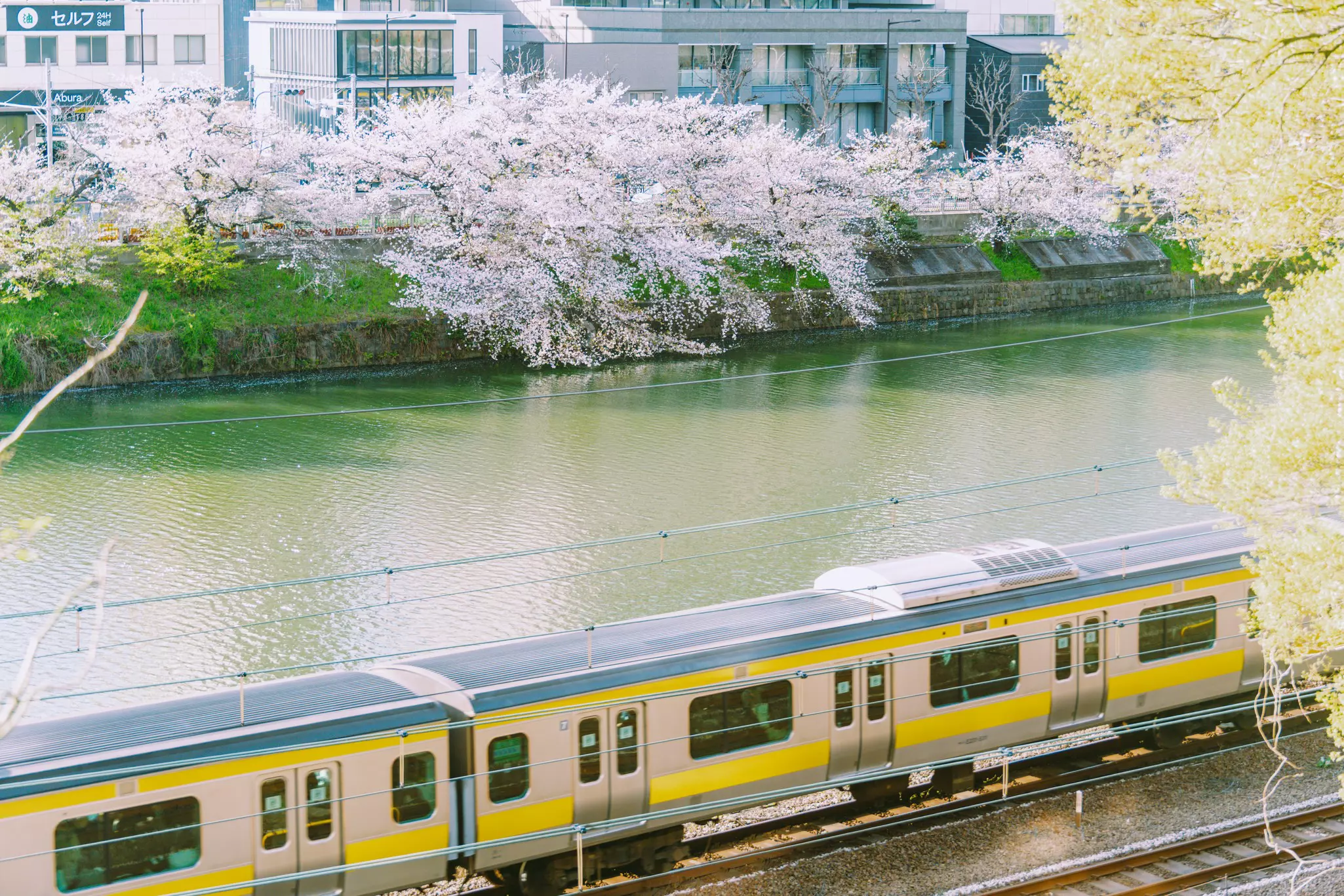 Cherry blossoms from Iidabashi to Ichigaya (around Sotobori Park) with Chuo Sobu Line
IIDABASHI, TOKYO. APRIL 2025