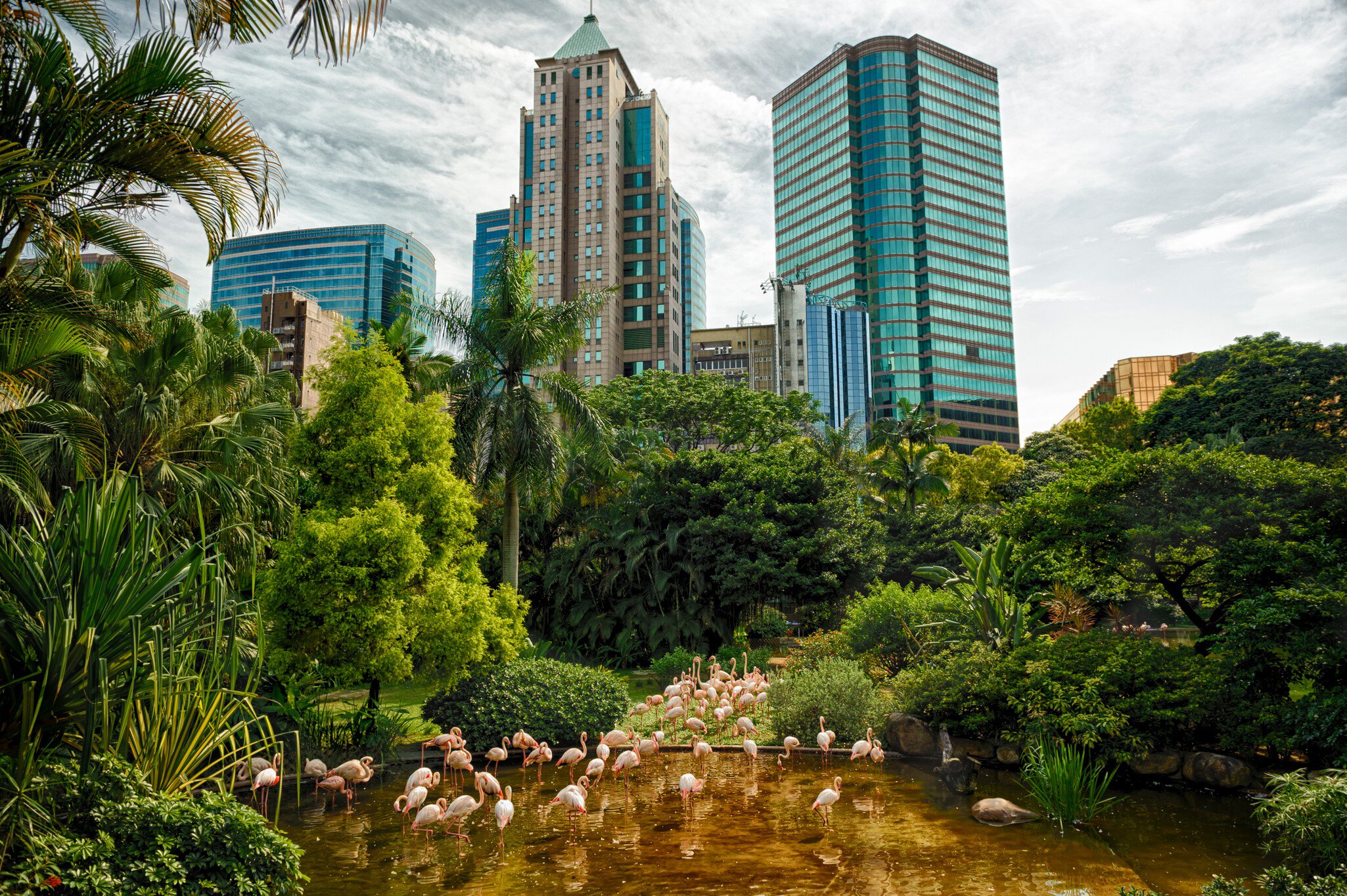 GettyImages-640211718.jpg
Flamingo in Kowloon park, Hong Kong, China