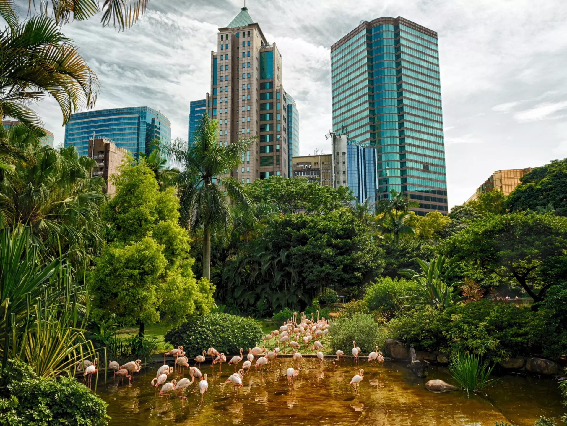 Flamingos in Kowloon Park, Hong Kong