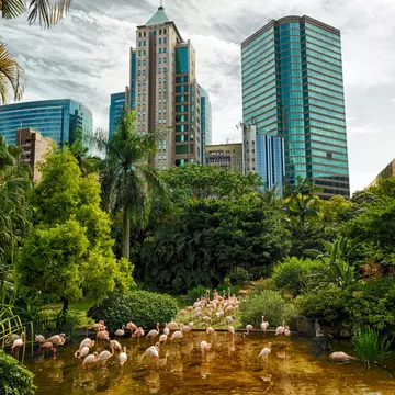 Flamingos in Kowloon Park, Hong Kong