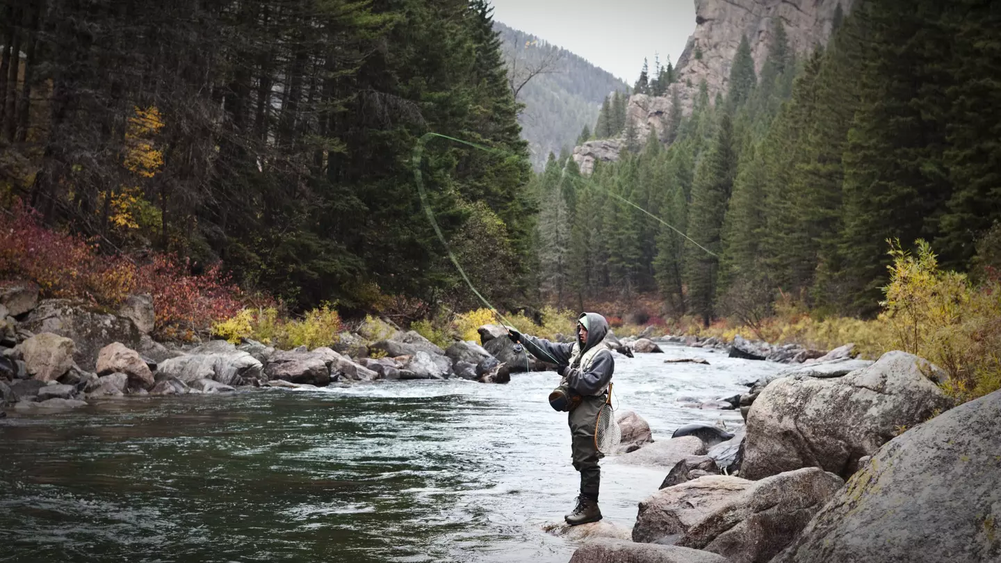 A man casts a fishing pole into a mountain stream surrounded by tall pine trees.