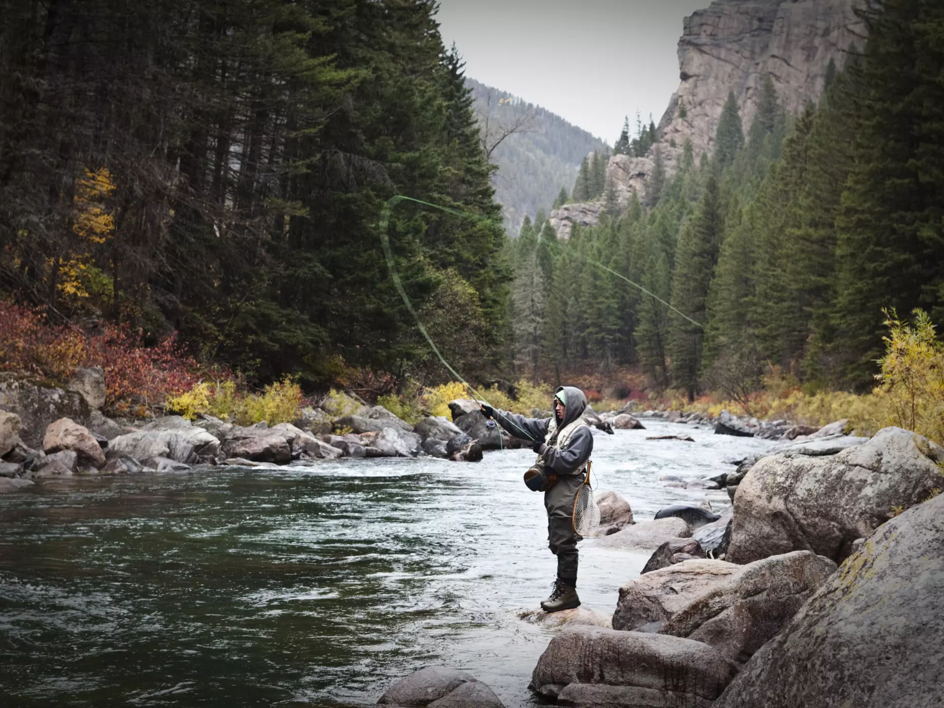 A man casts a fishing pole into a mountain stream surrounded by tall pine trees.