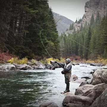 A man casts a fishing pole into a mountain stream surrounded by tall pine trees.