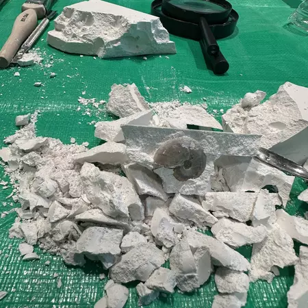 Uncovering an ammonite fossil at the Fossilist Workshop at Singapore Oceanarium
