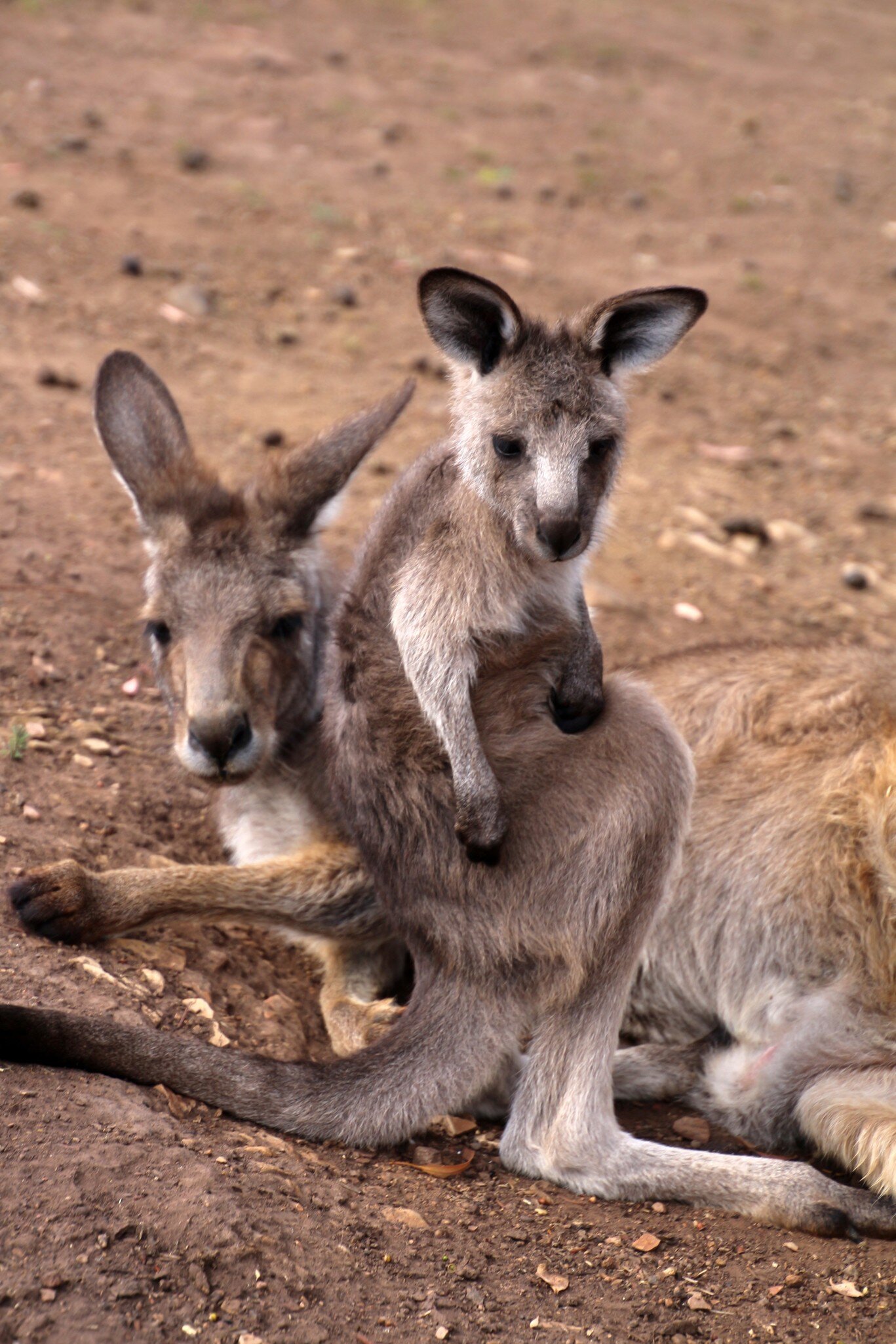 Kangaroo mother with young animal in the Bonorong Wildlife Sanctuary, Tasmania, Australia.