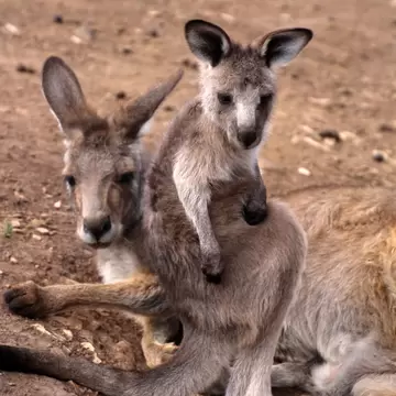 Kangaroo mother with young animal in the Bonorong Wildlife Sanctuary, Tasmania, Australia.