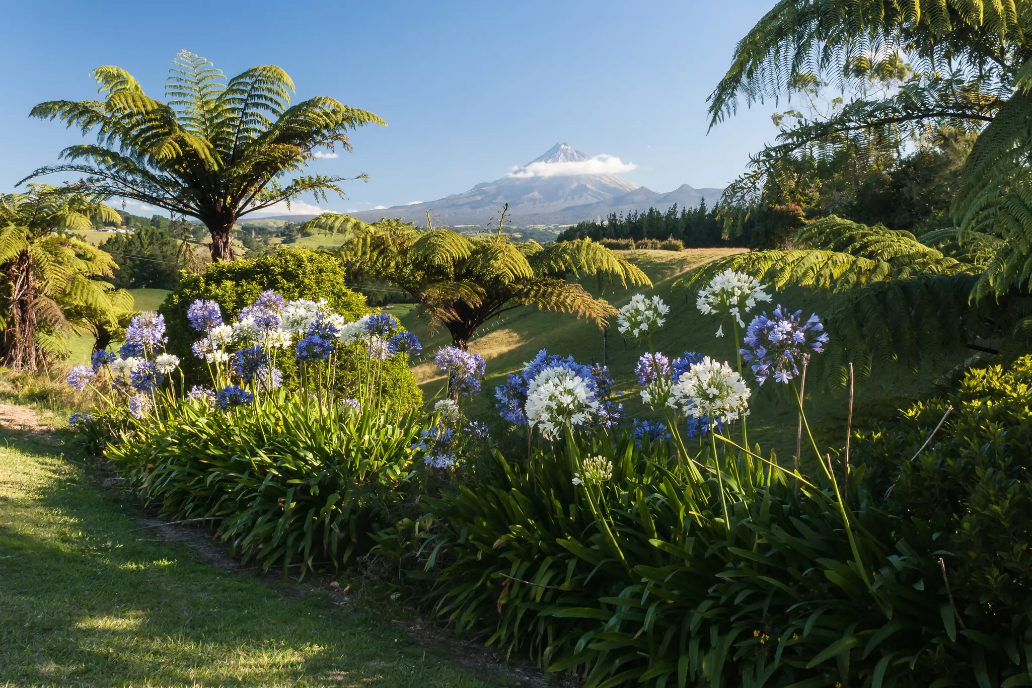 purple agapanthus flowers with a mountain in the background