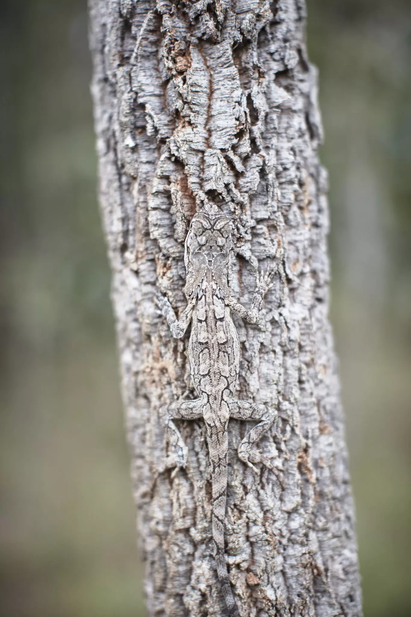 A frilled dragon lizard shows off his camouflage skills. Ewen Bell / Lonely Planet