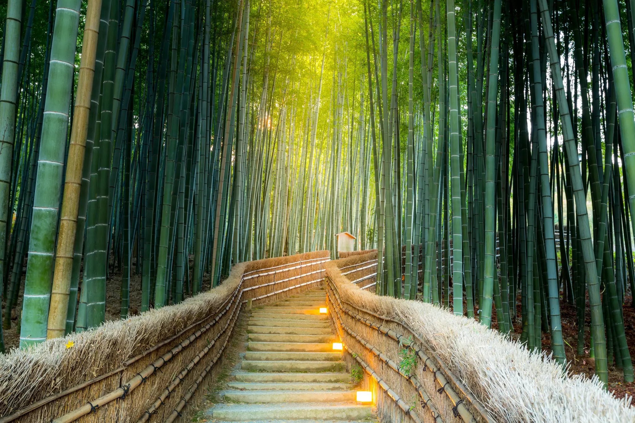 Arashiyama Bamboo Grove with sunlight peeking through