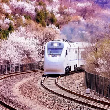 china train spring.jpg