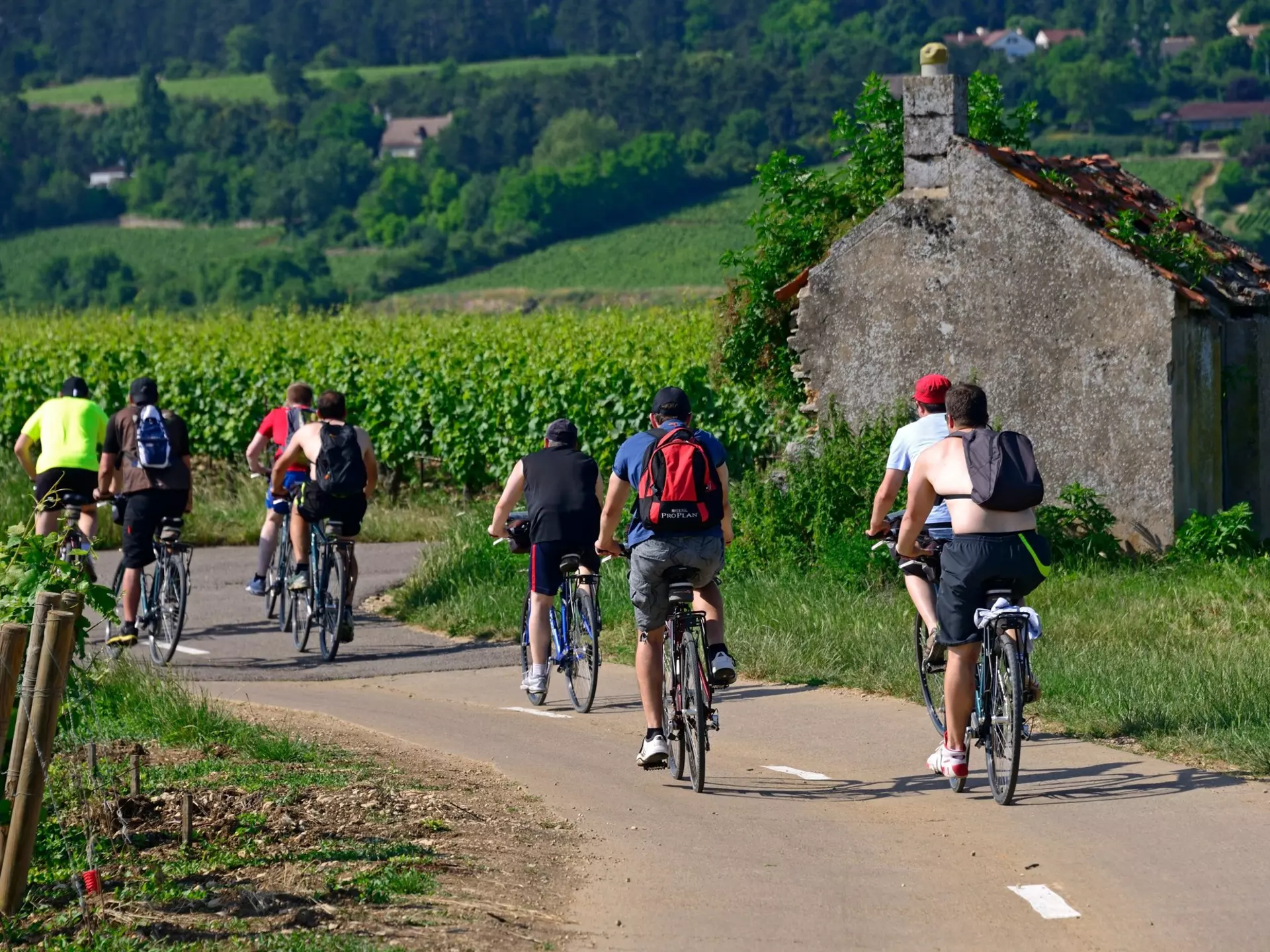 Cyclists ride their bikes along a narrow road that weaves through vineyards on a summer's day.