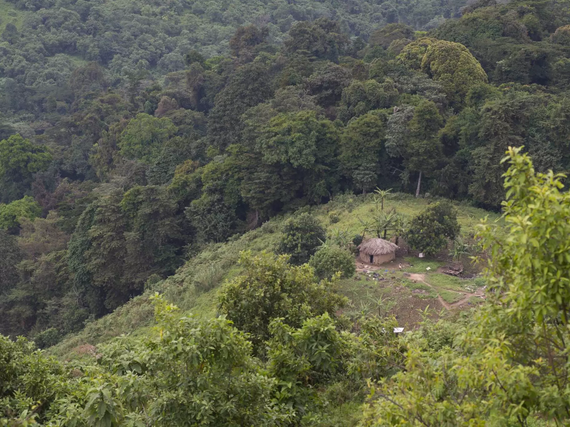 A circular straw hut sits within a clearing of dense rainforest.