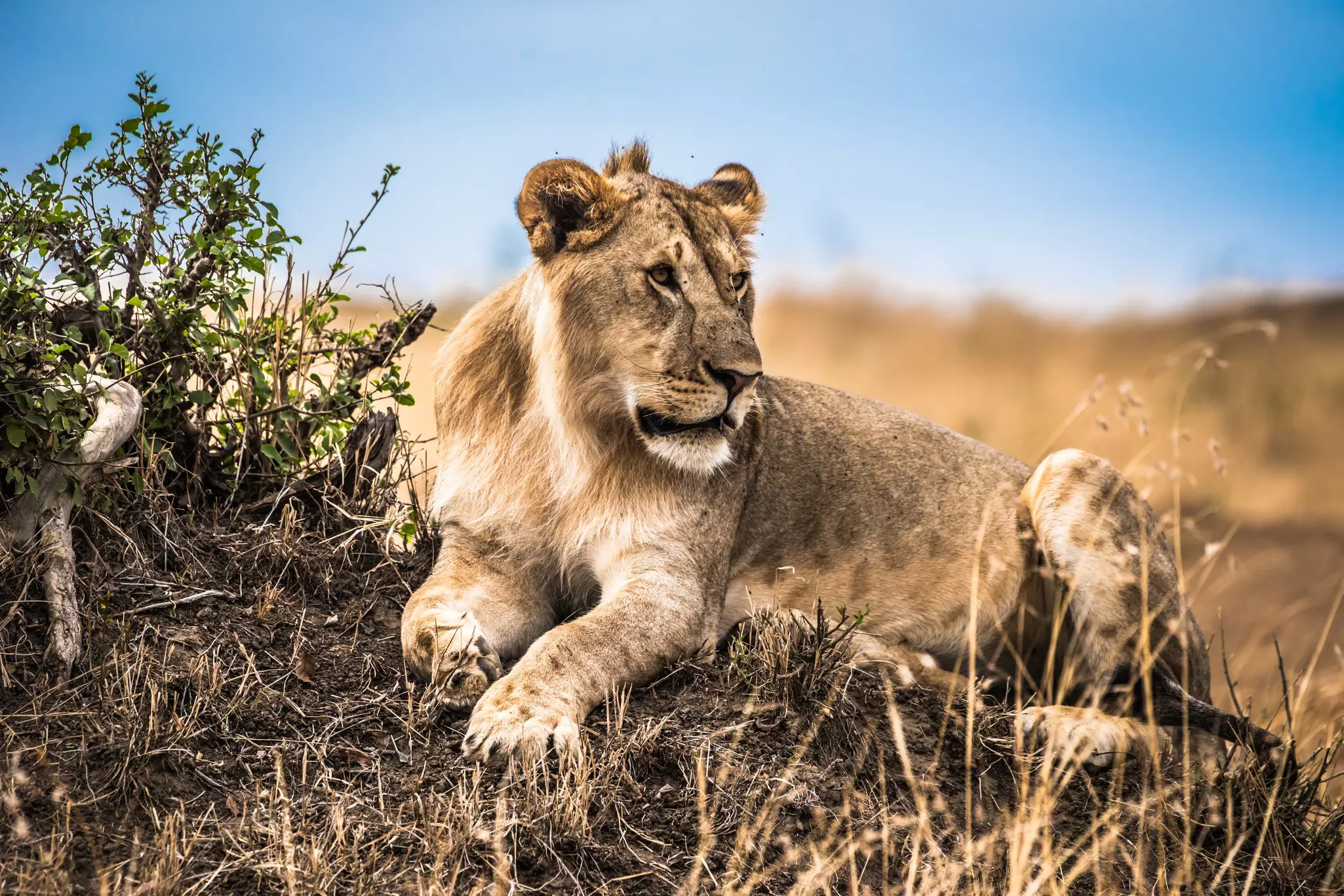 Tsavo National Park is home to lions ©ihab/Getty Images