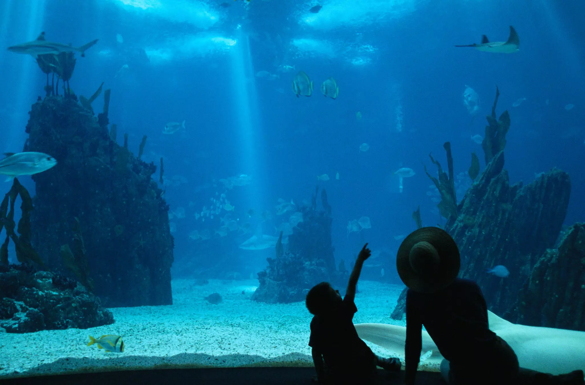 Tourists at Oceanario de Lisboa gazing at a huge tank full of sea life