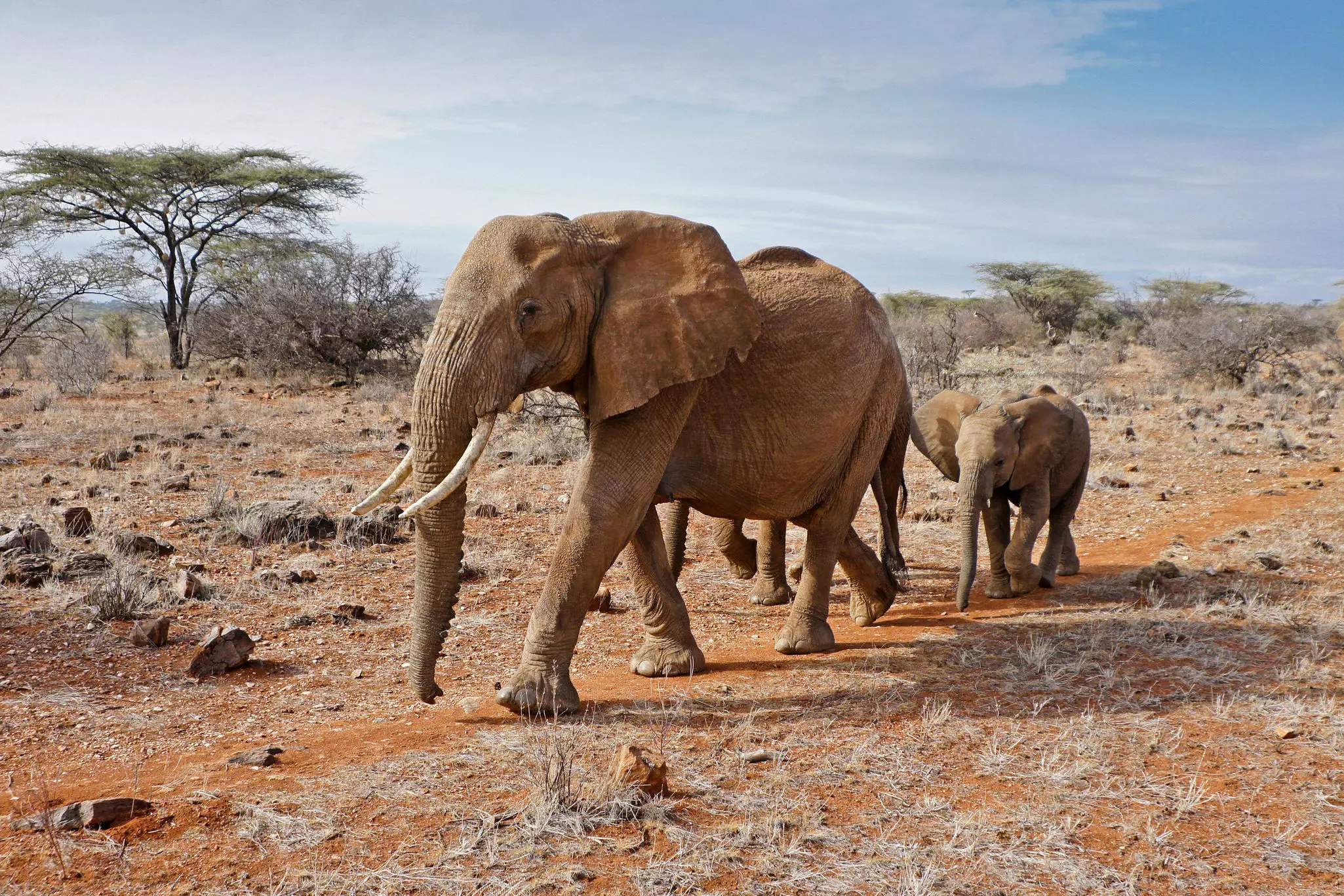 Female elephant and her two calves walking through arid landscape