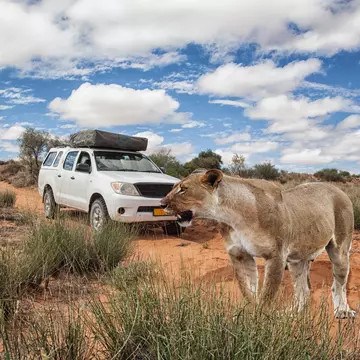 lioness in front of a 4x4 safari car crossing a dirt road in Kalahari desert, Kgalagadi Transfrontier Park, Botswana, Africa