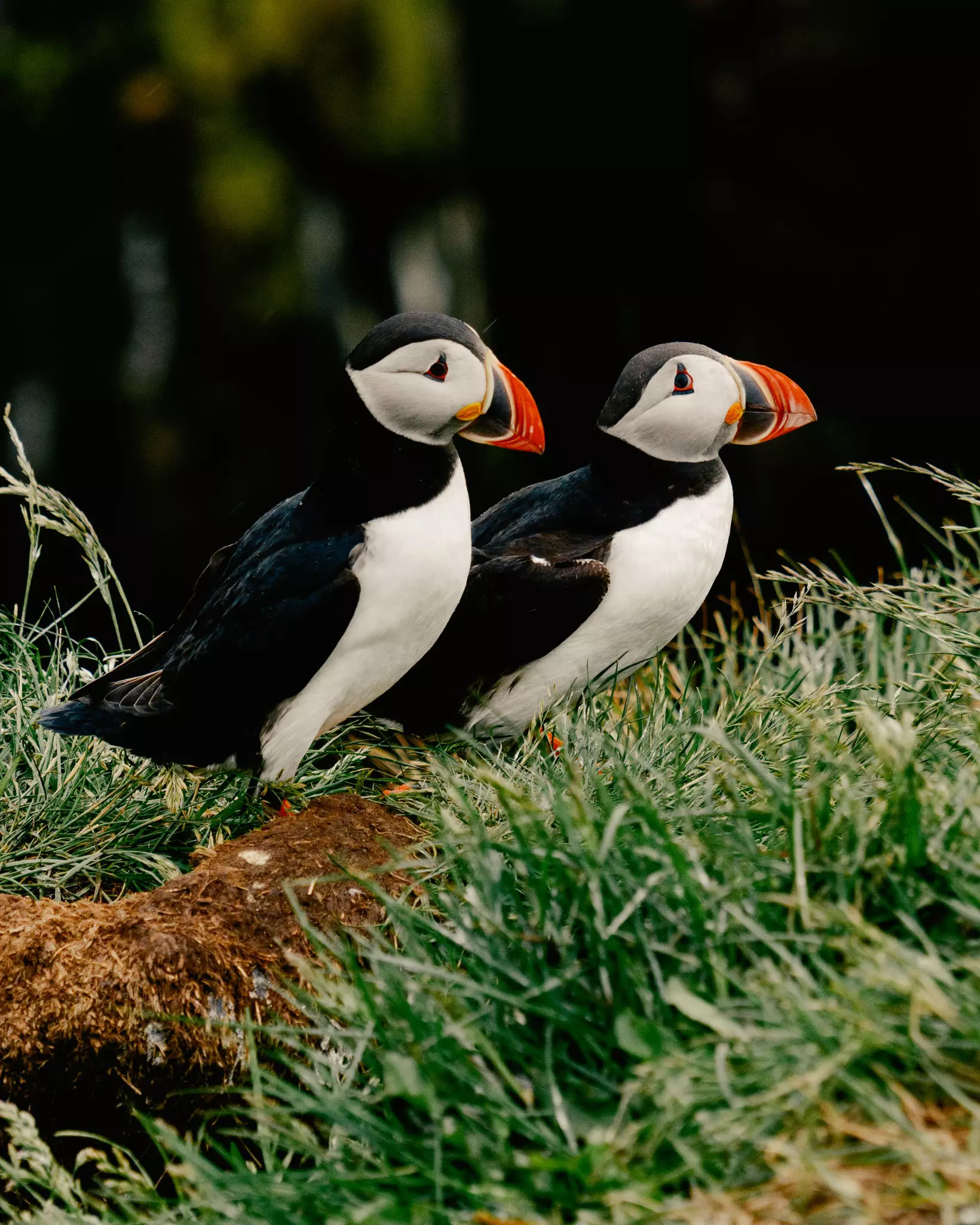 Close-up image of two puffins, black and white birds with large orange beaks
