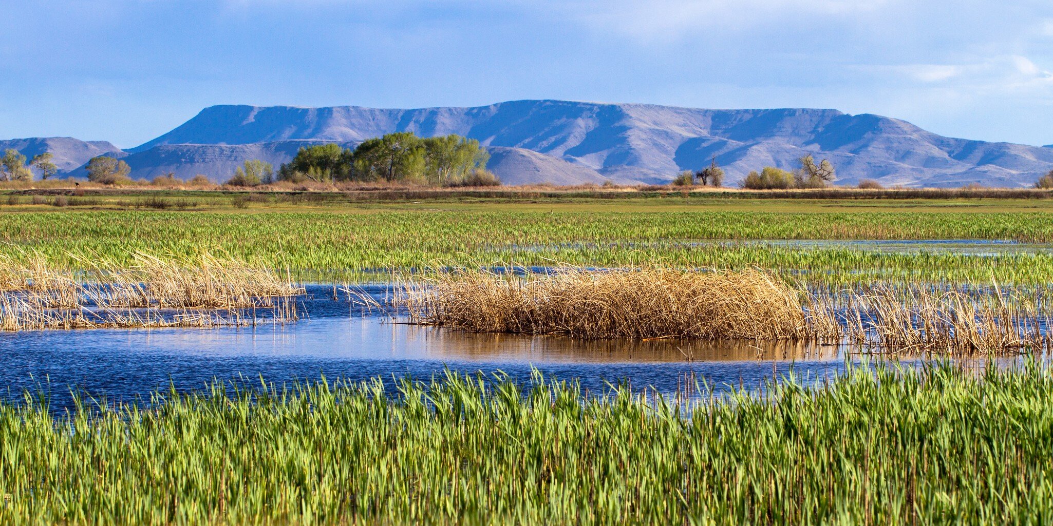 Wetlands in Alamosa National Wildlife Refuge; Shutterstock ID 1093129691;