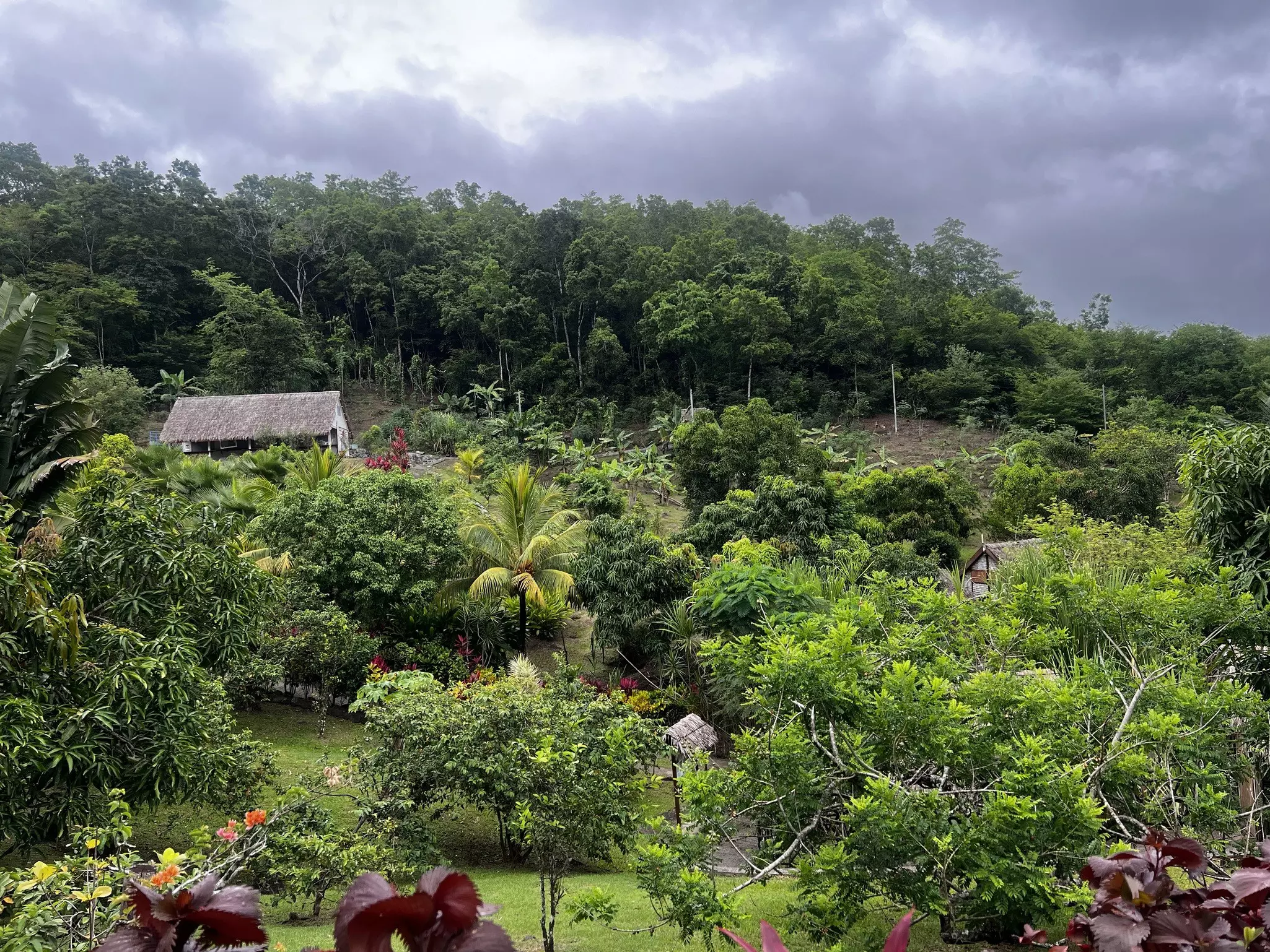 Huts with thatched roofs surrounded by lots of green lush trees and flowers.