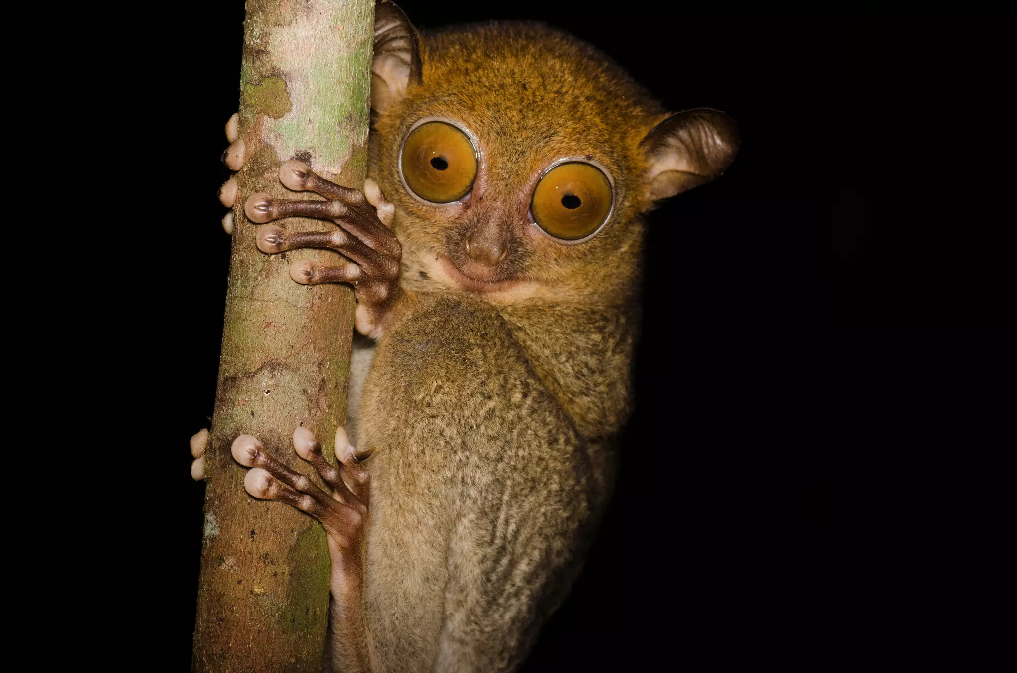 An owl-like creature with large eyes, clinging to a branch in the pitch-black darkness