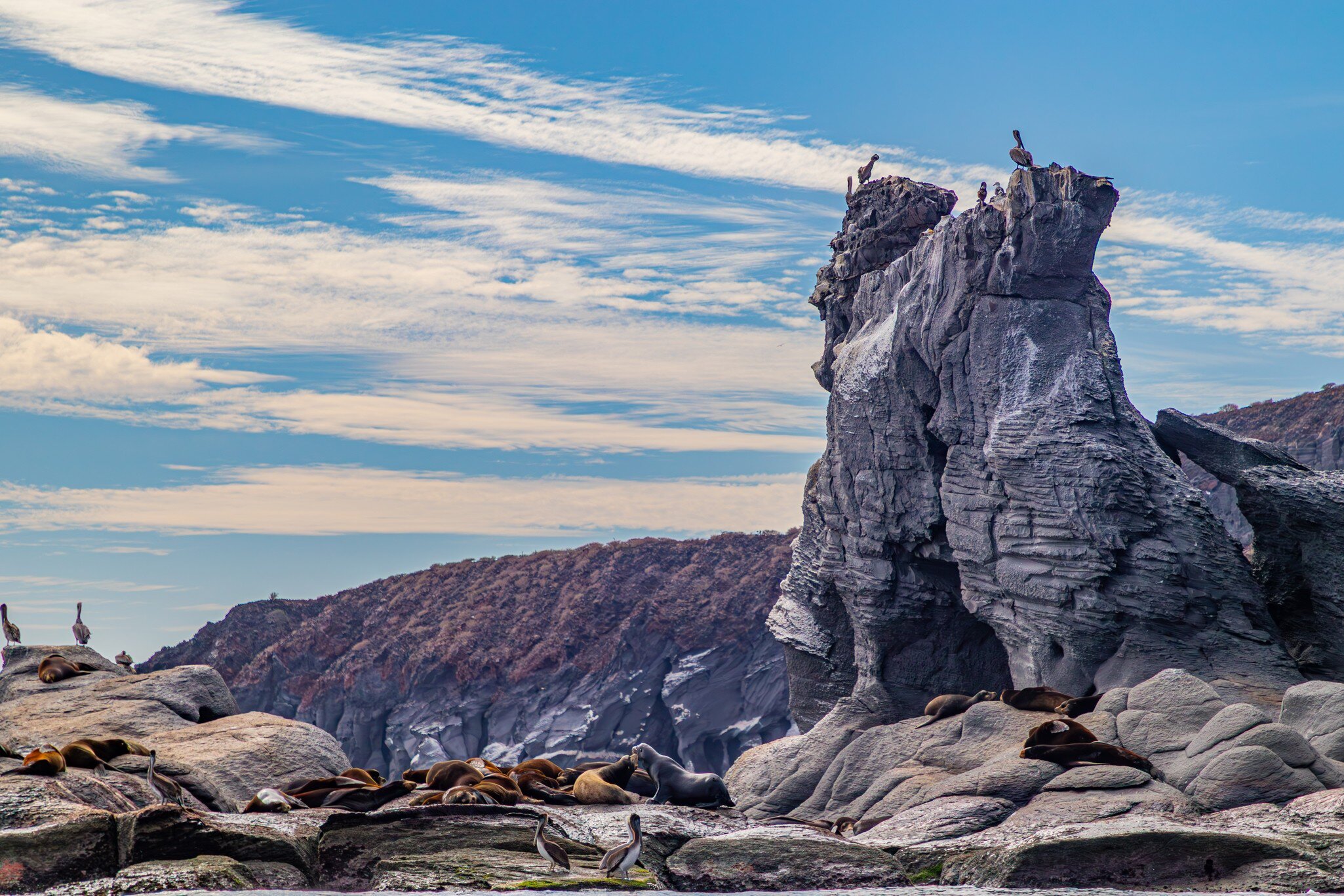Sea lions resting on pale rock ledges below a tall rock stack topped with pelicans, cliffs behind.